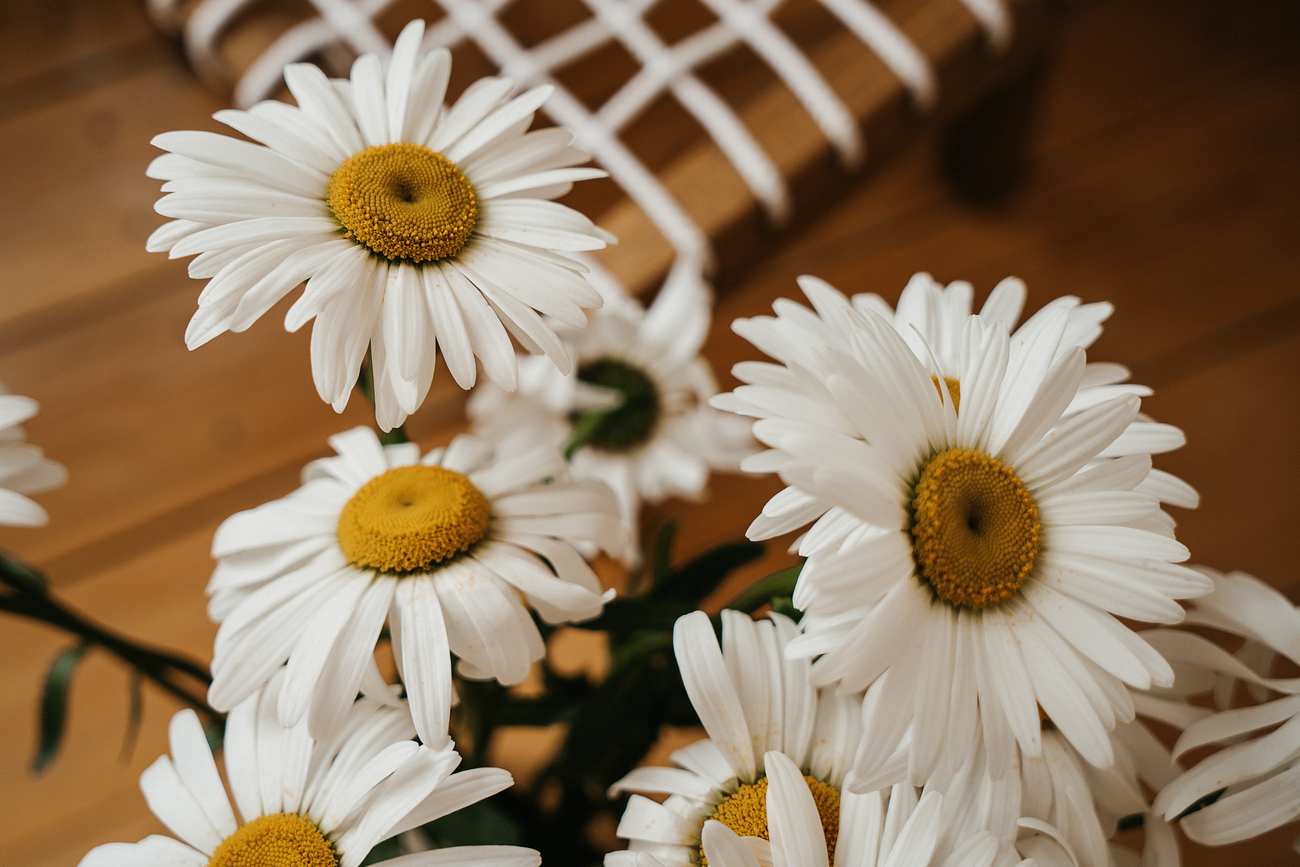 Ромашки. Свадебный и семейный фотограф/видеограф в Краснодаре Наталья Осинская