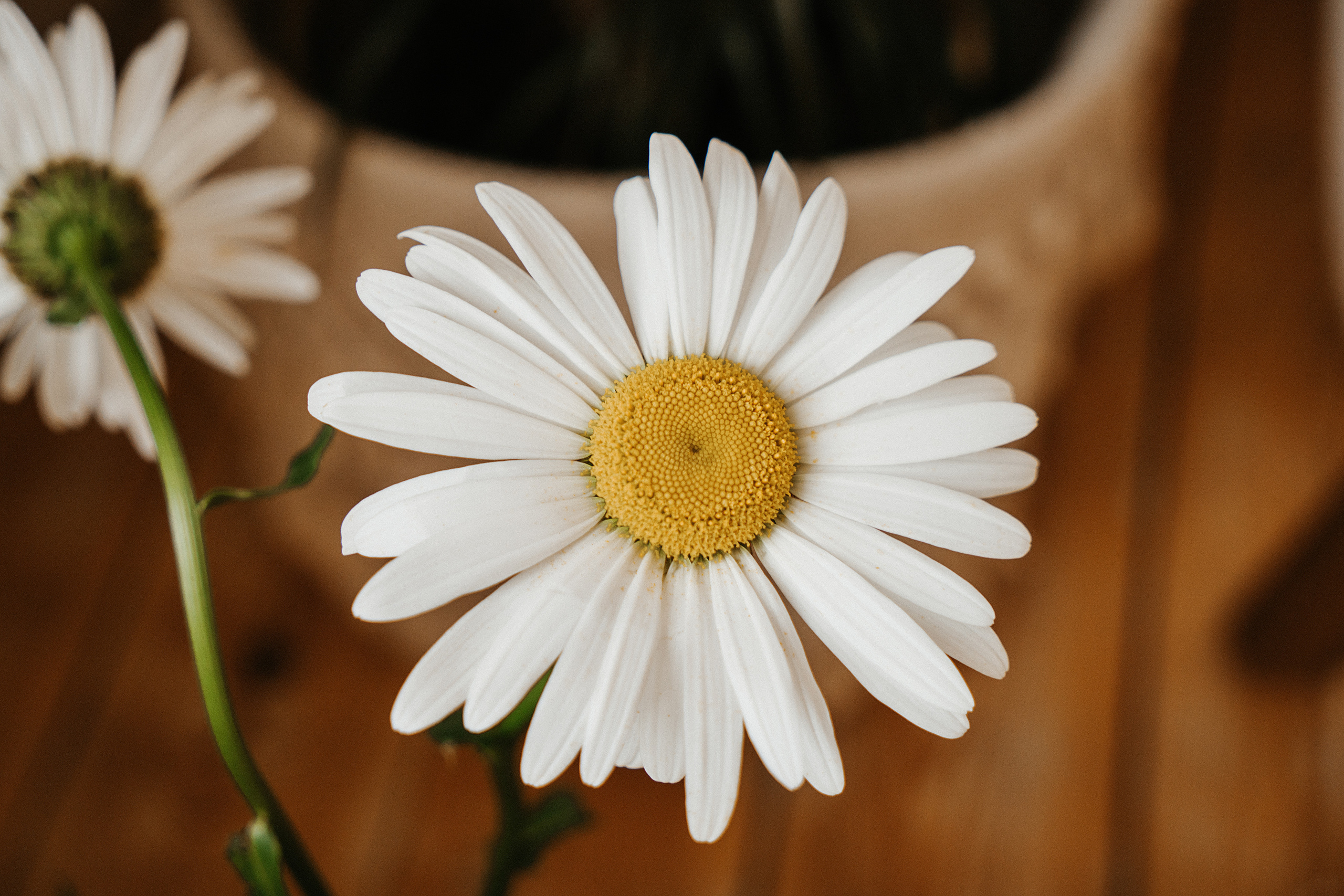 Ромашки. Свадебный и семейный фотограф/видеограф в Краснодаре Наталья Осинская