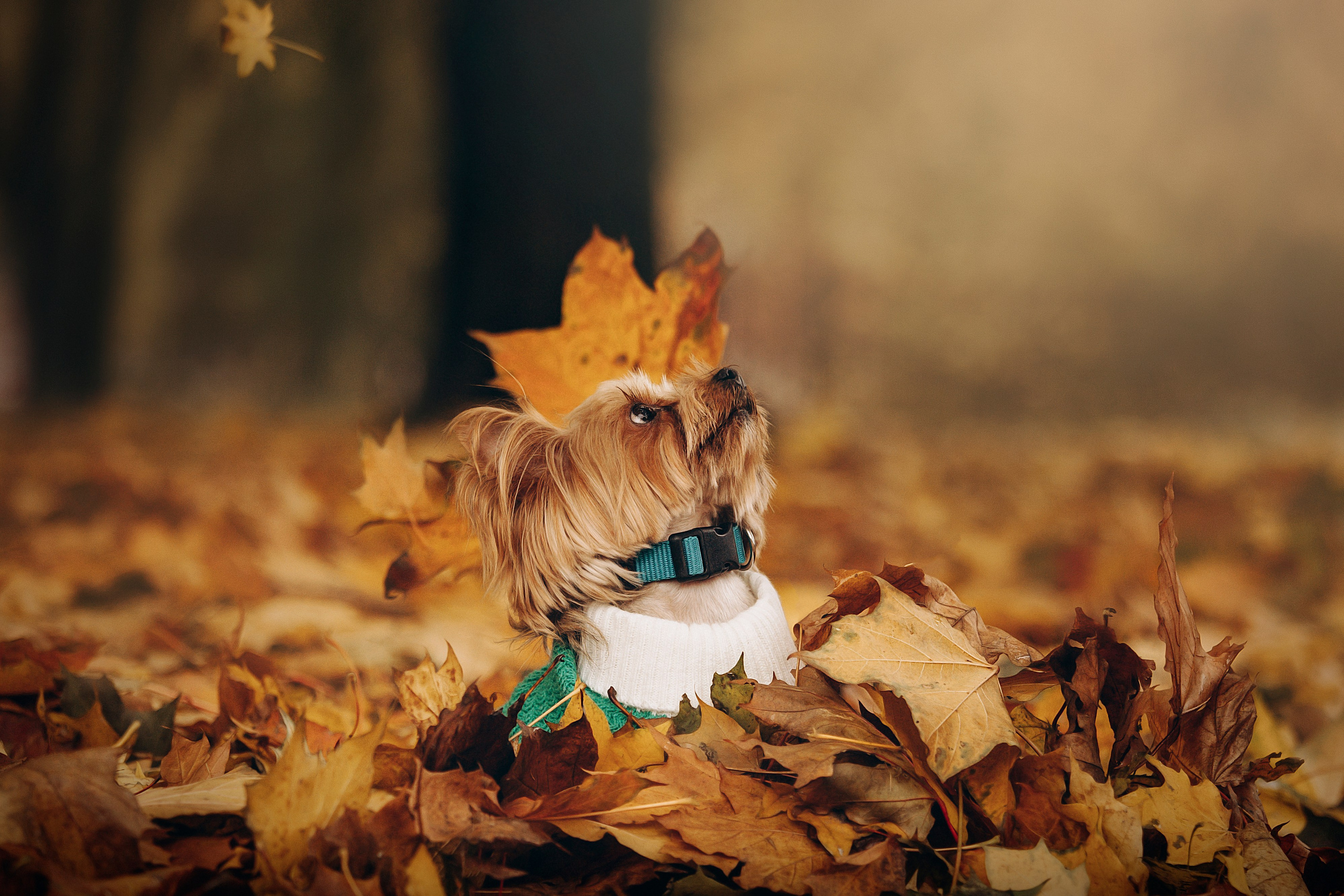 Настя и Тёма. Фотограф — Анималист | Санкт-Петербург