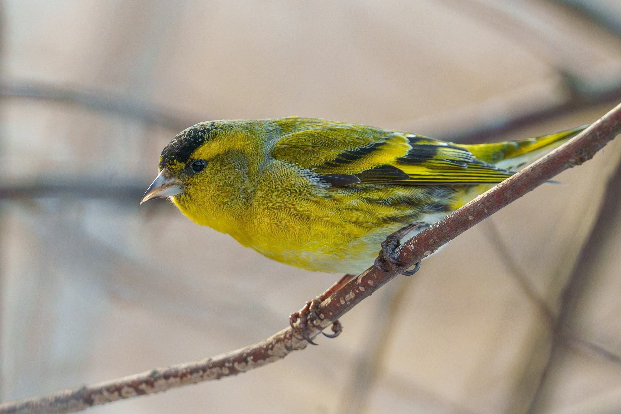 Удивительные мир птиц. Вокруг нас столько прекрасного — присмотритесь!. Ваш личный фотограф Марина Волкова