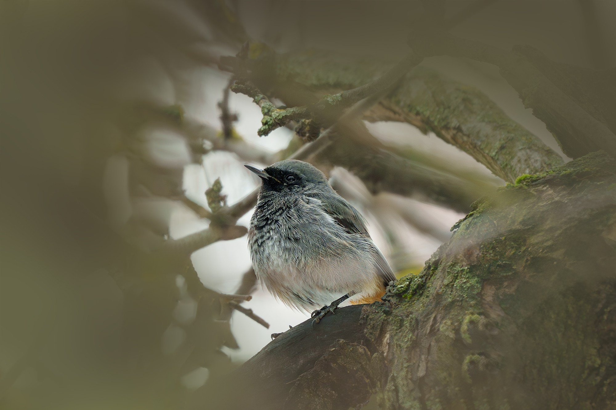 Удивительные мир птиц. Вокруг нас столько прекрасного — присмотритесь!. Ваш личный фотограф Марина Волкова