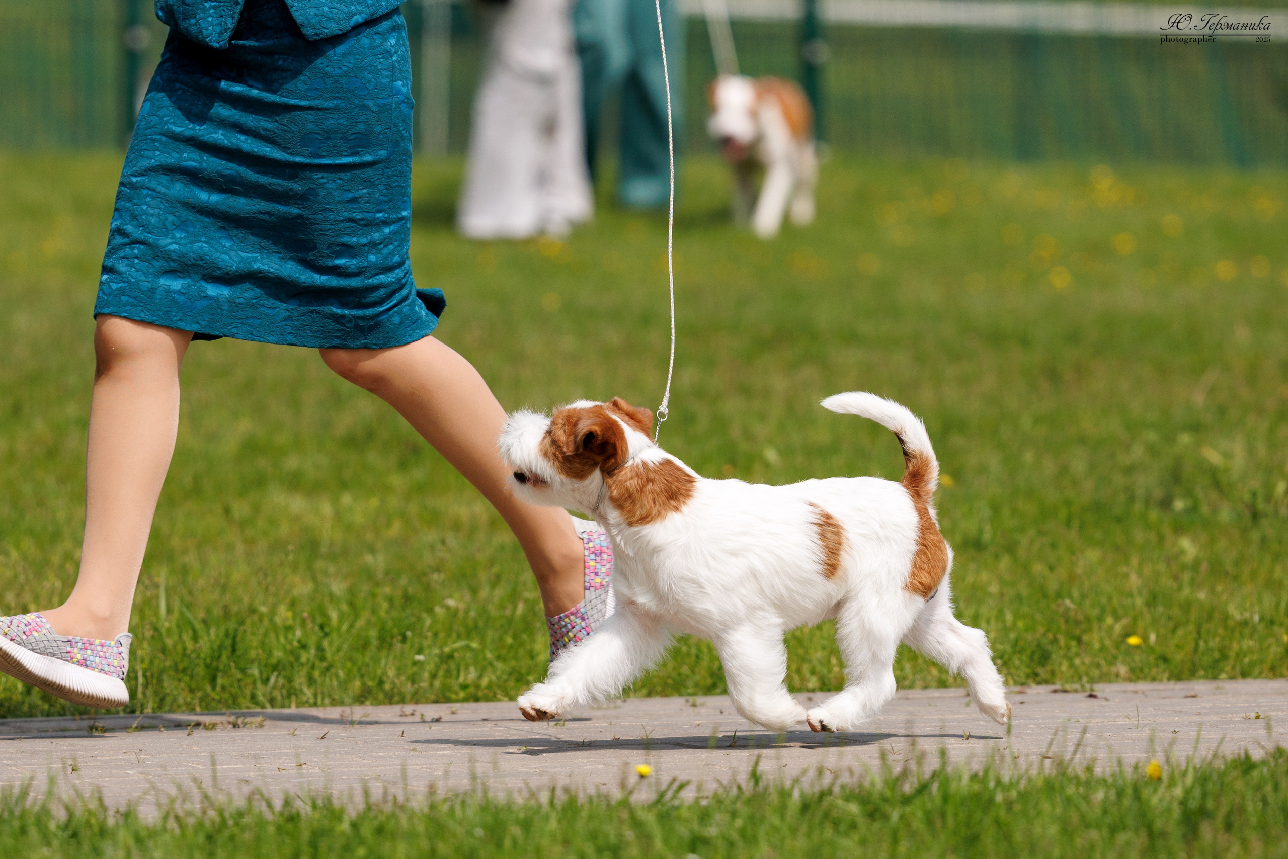 Минск 31.05-1.06.2025. Фотограф-анималист Юлия Германика