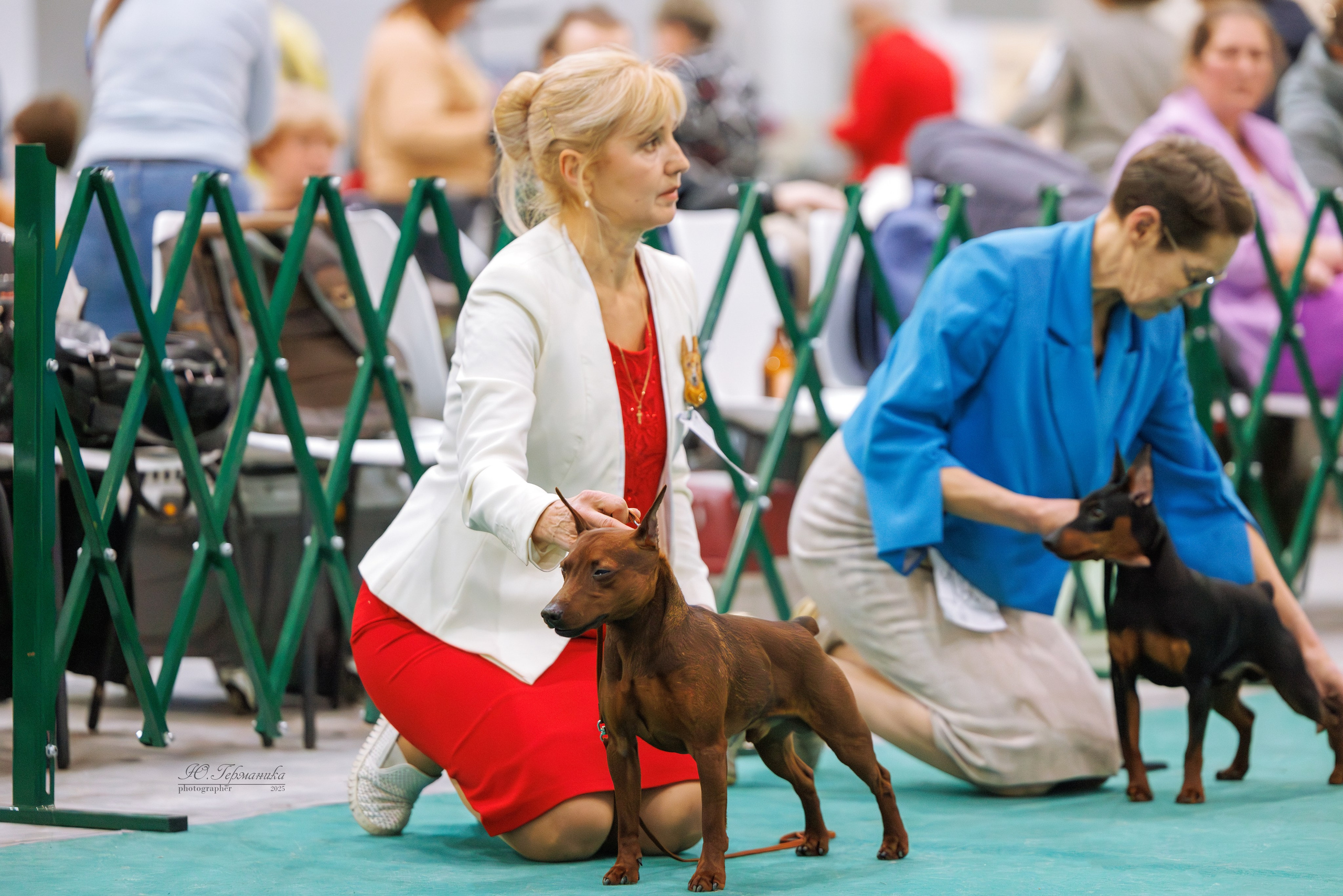 Гран-При 8.02.2025 и Крокус 09.02.2025. Фотограф-анималист Юлия Германика