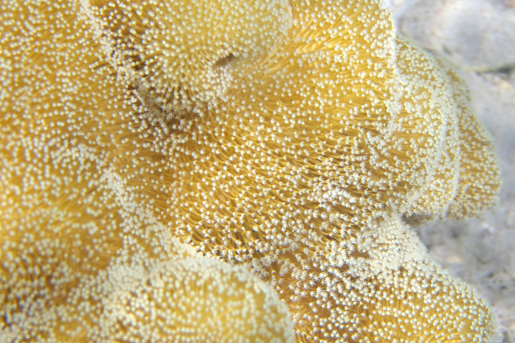 Под водой. Миша Печёнкин | фотография