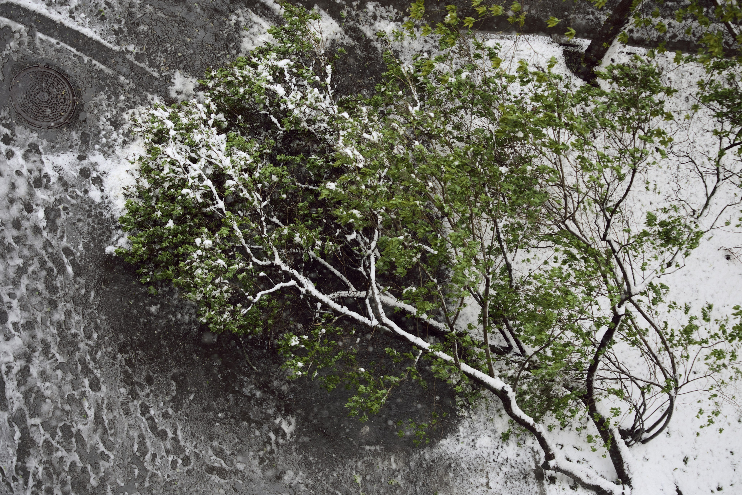 Апрельский снег ❄️. Миша Печёнкин | фотография