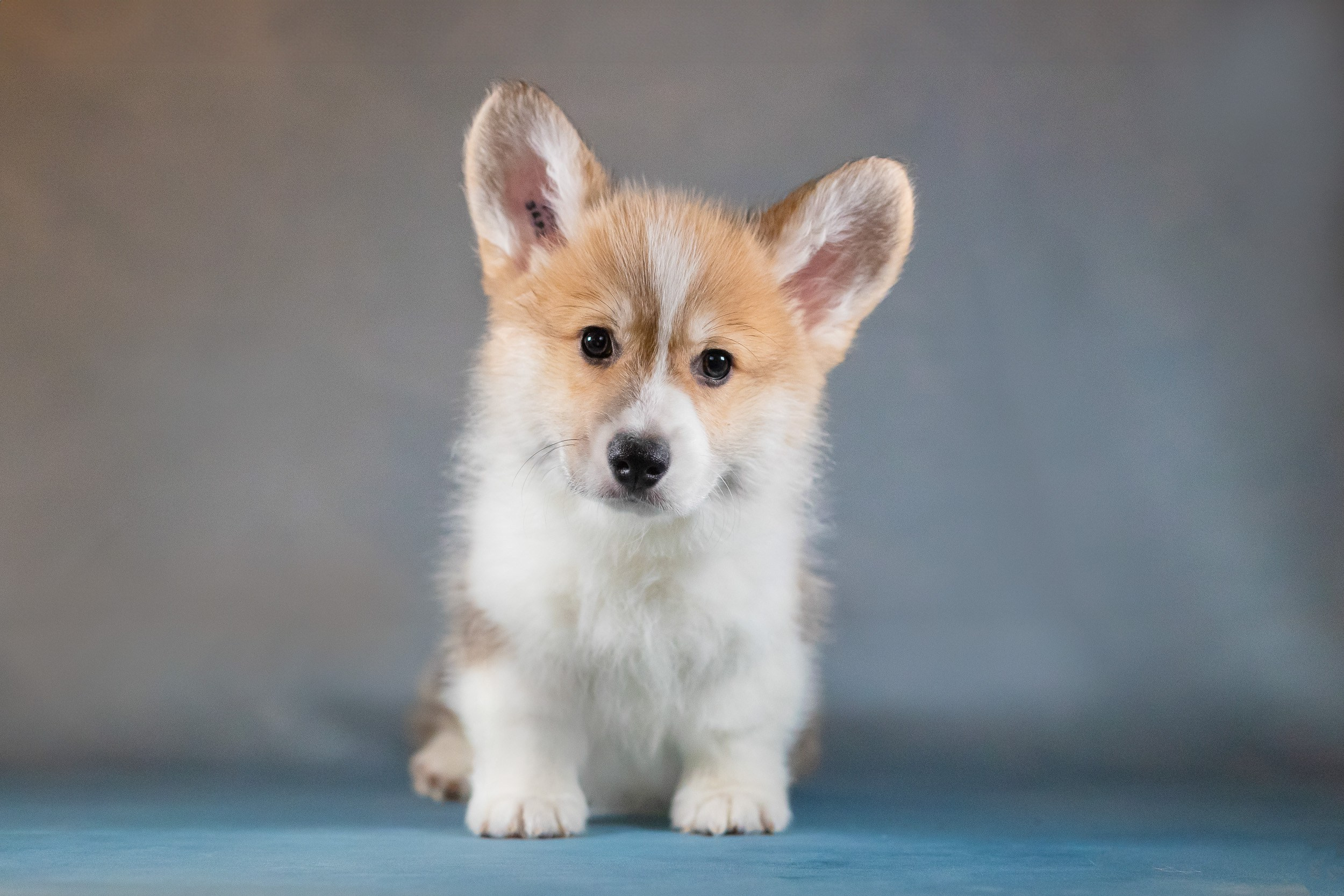 Вельш Корги Пемброк. Фотограф анималист, семейный фотограф, фотограф собак Комратова Мария. г. Москва