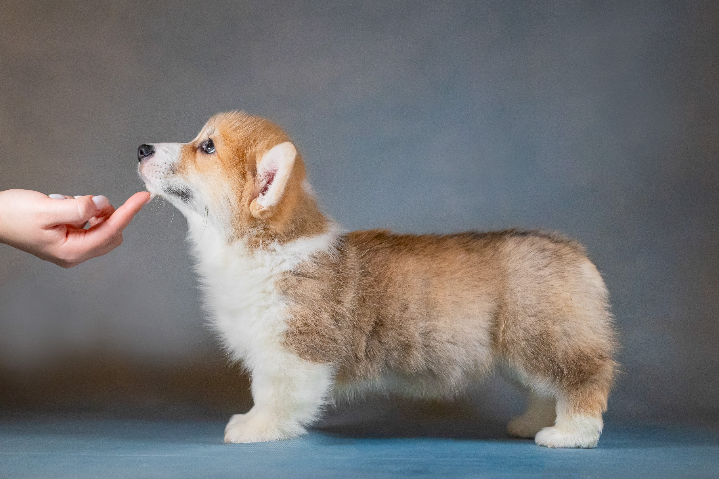 Вельш Корги Пемброк. Фотограф анималист, семейный фотограф, фотограф собак Комратова Мария. г. Москва