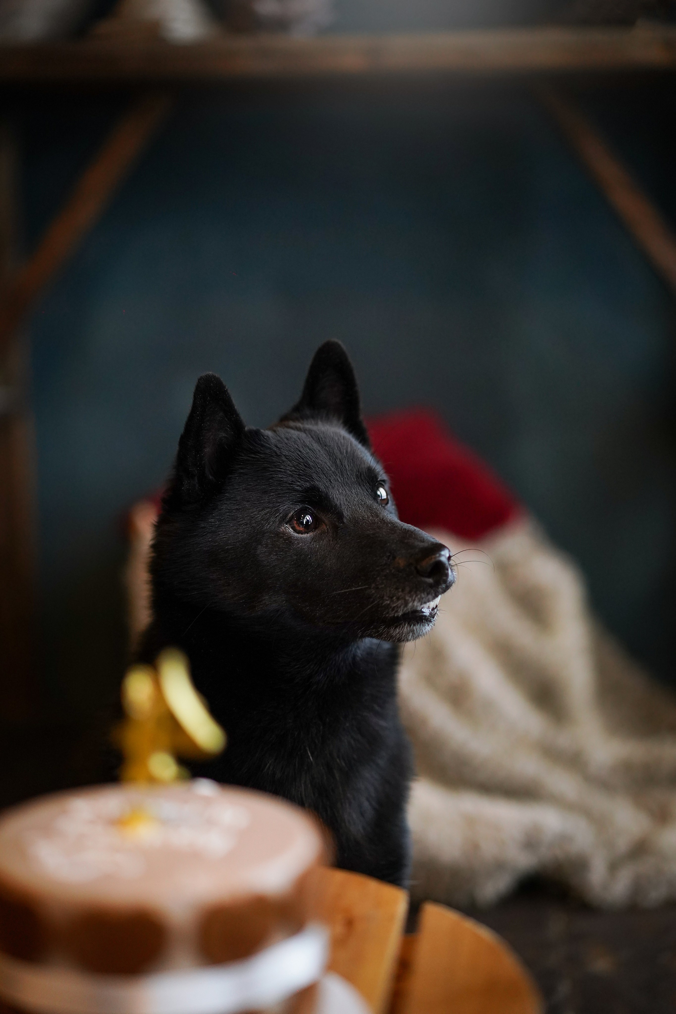 Аня и Арчи. Фотограф-анималист в Санкт-Петербурге Яна Мартынова