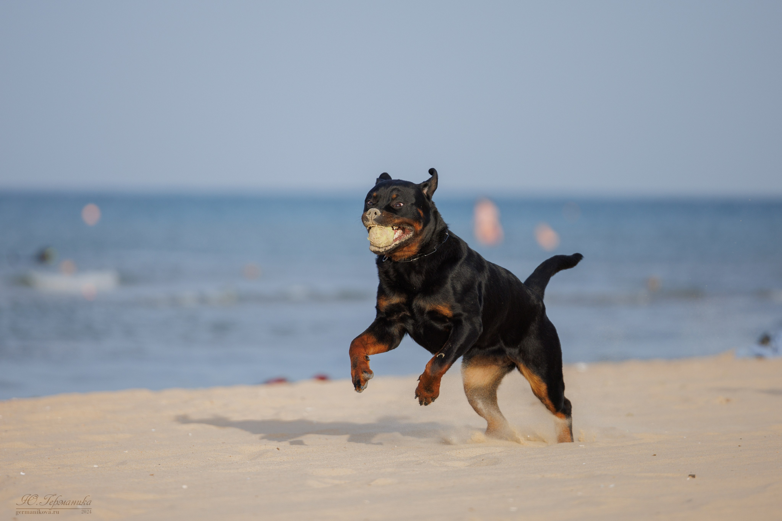 Свободная съемка. Фотограф-анималист Юлия Германика