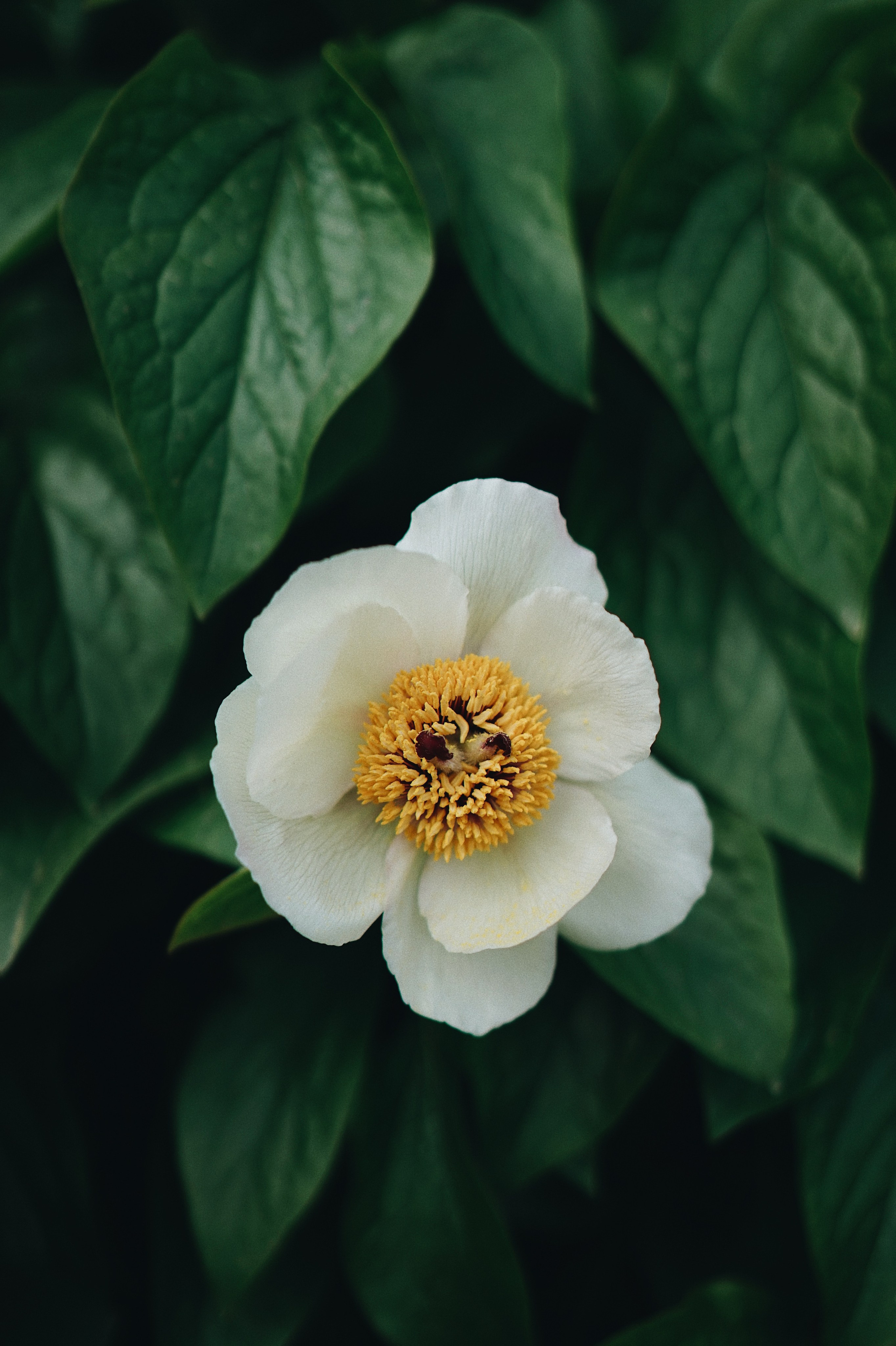 Ксения Копна. Фотограф из Санкт-Петербурга