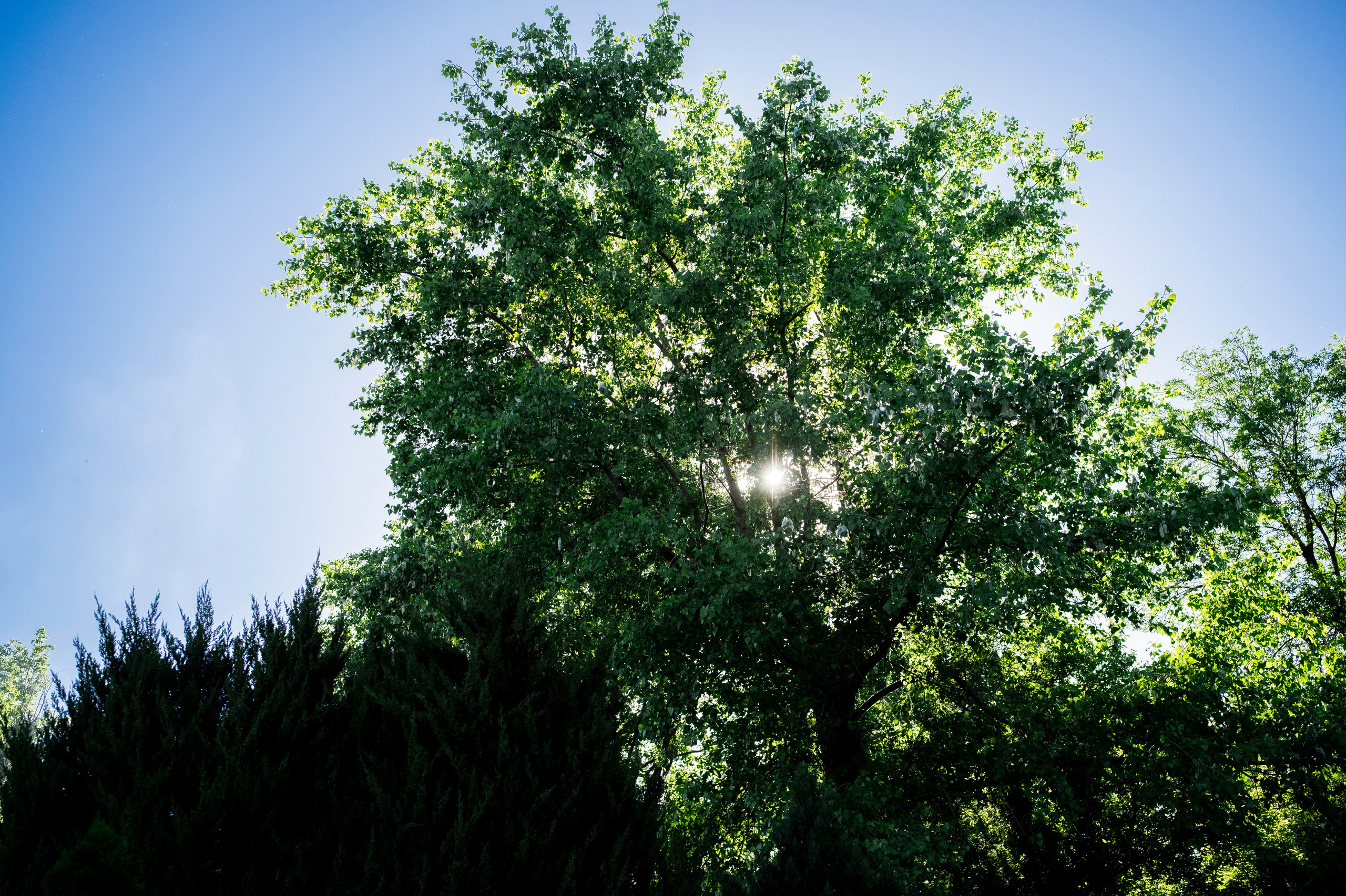 Илья и Мария. Свадебный фотограф | репортаж | праздники | крещение