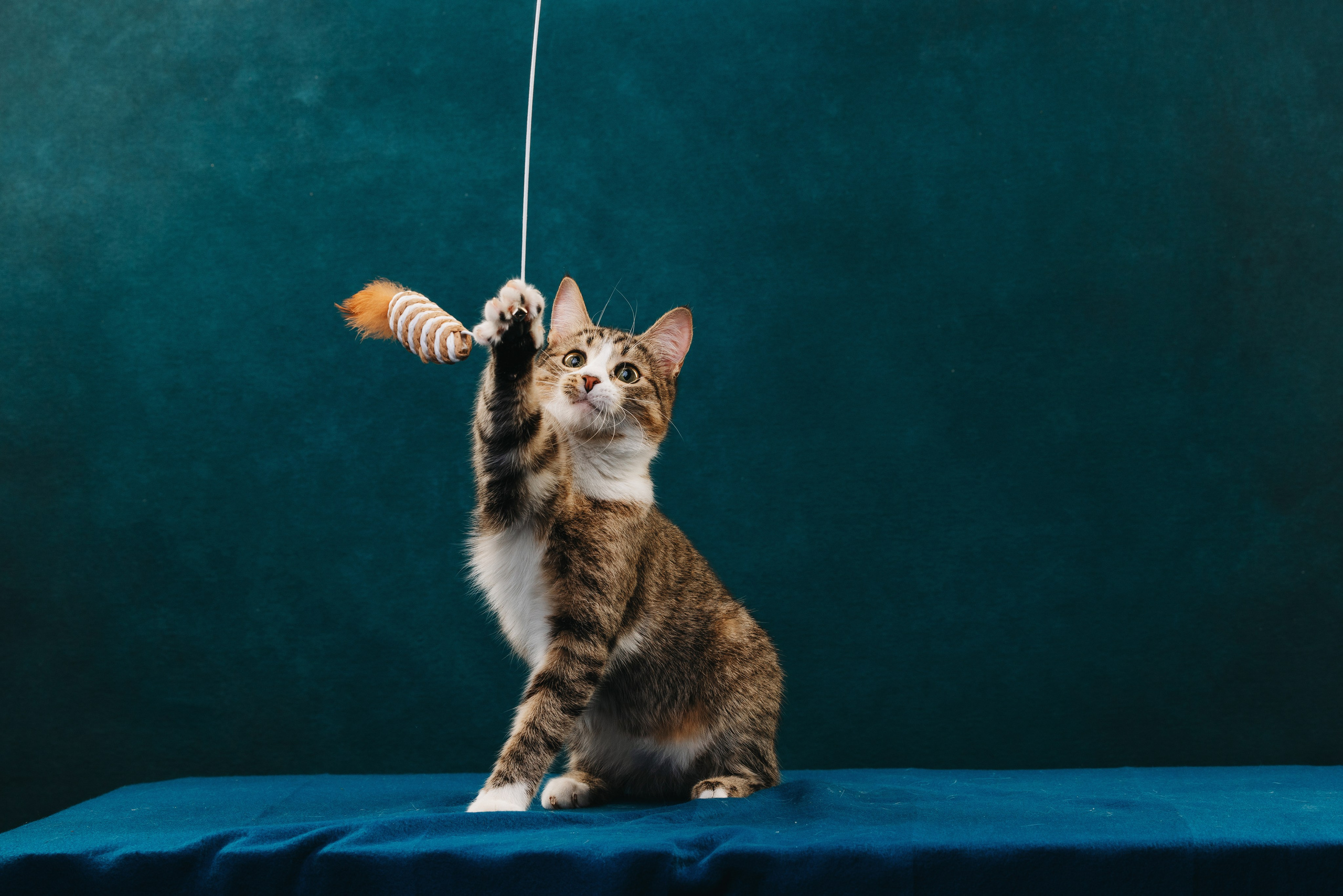 Коты Сет и Квентин. Фотограф анималист Осипчикова Мария