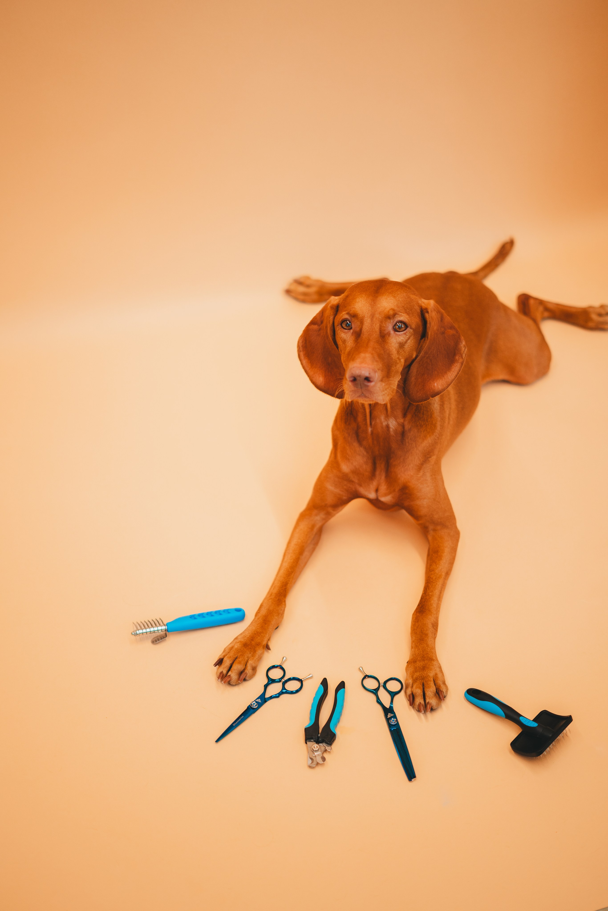 Груминг — салон. Фотограф анималист Осипчикова Мария