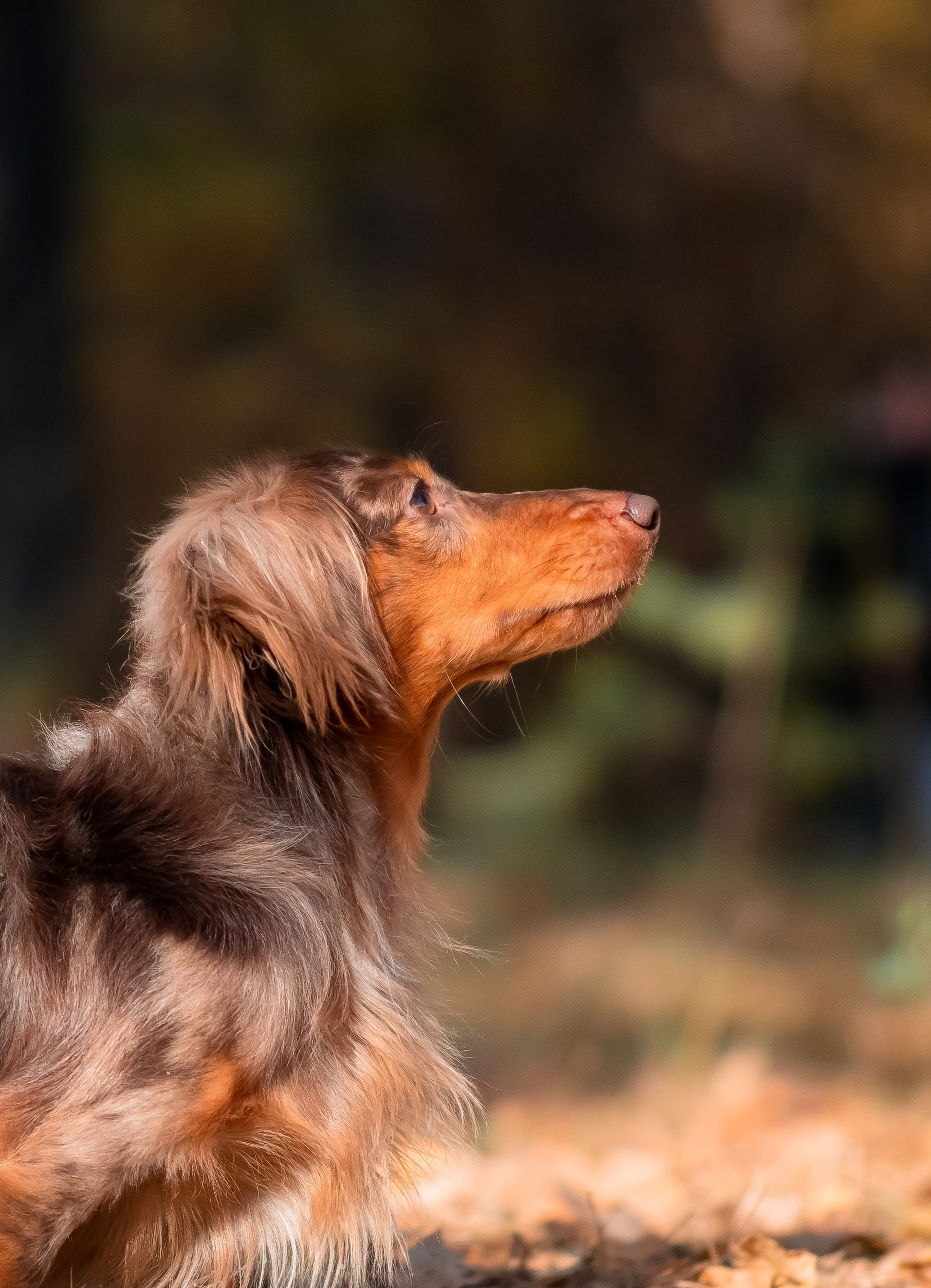 Разные породы