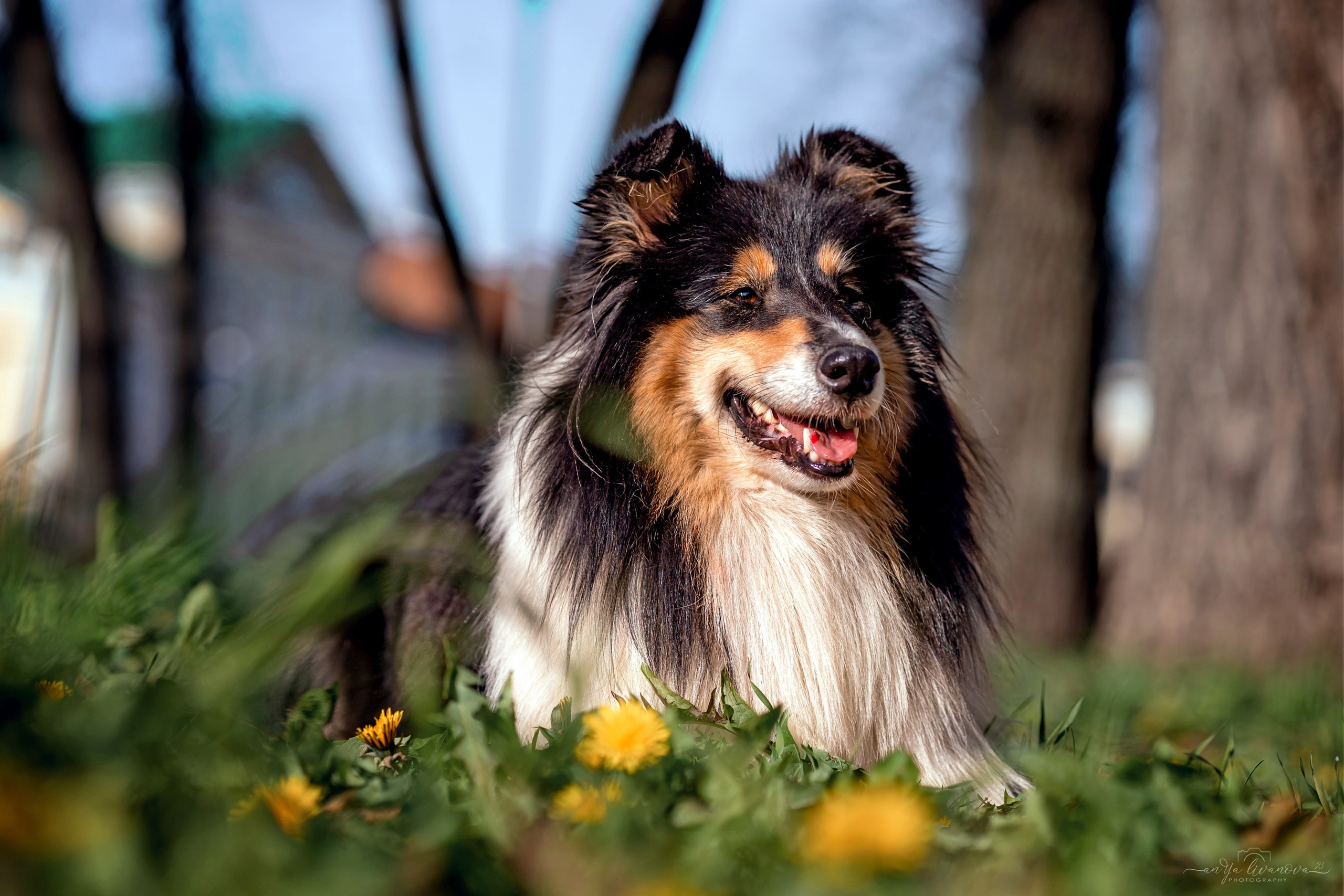 Оля и Вива. Фотограф анималист Аня Ливанова | Рыбинск