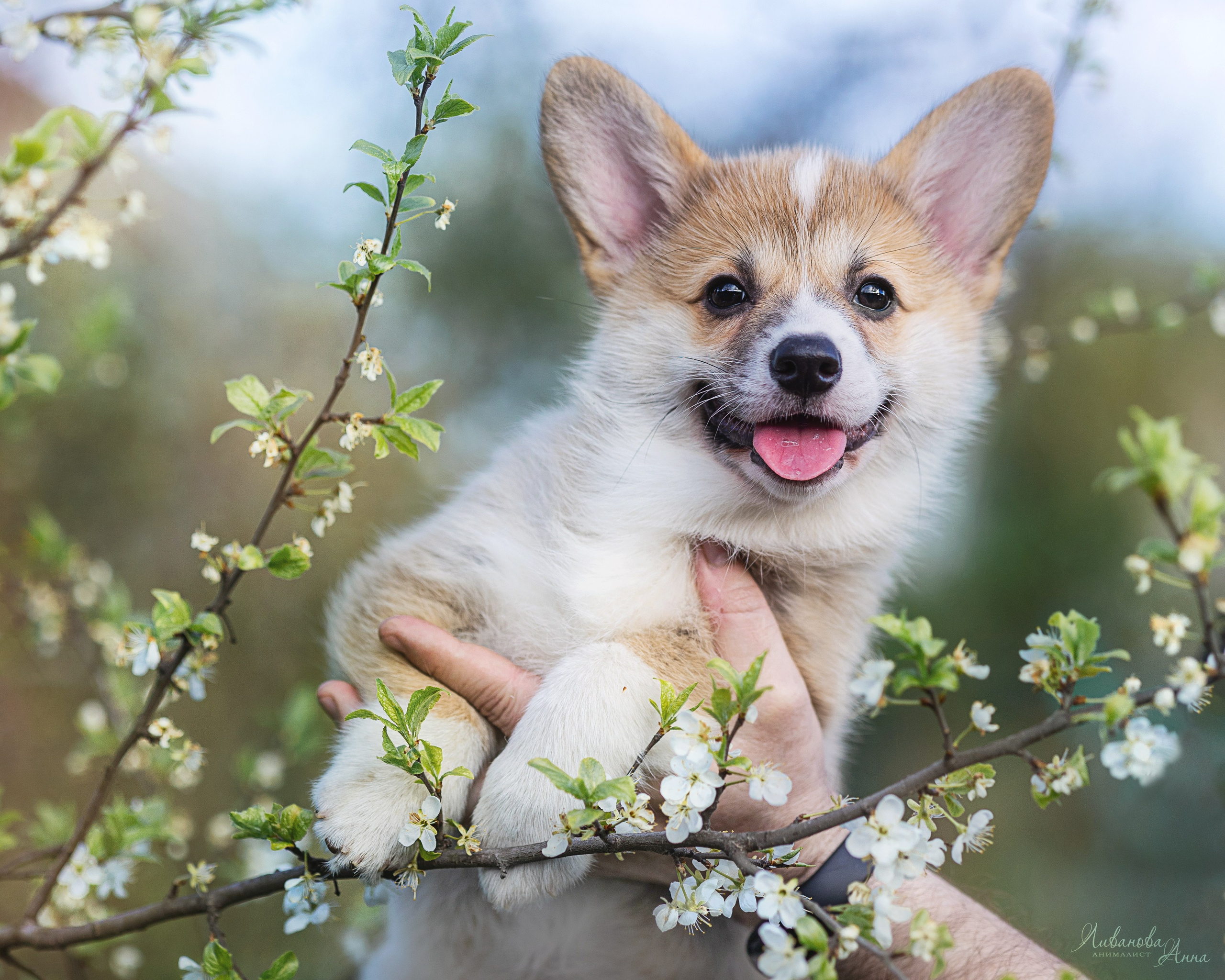 Коржики. Фотограф анималист Аня Ливанова | Рыбинск