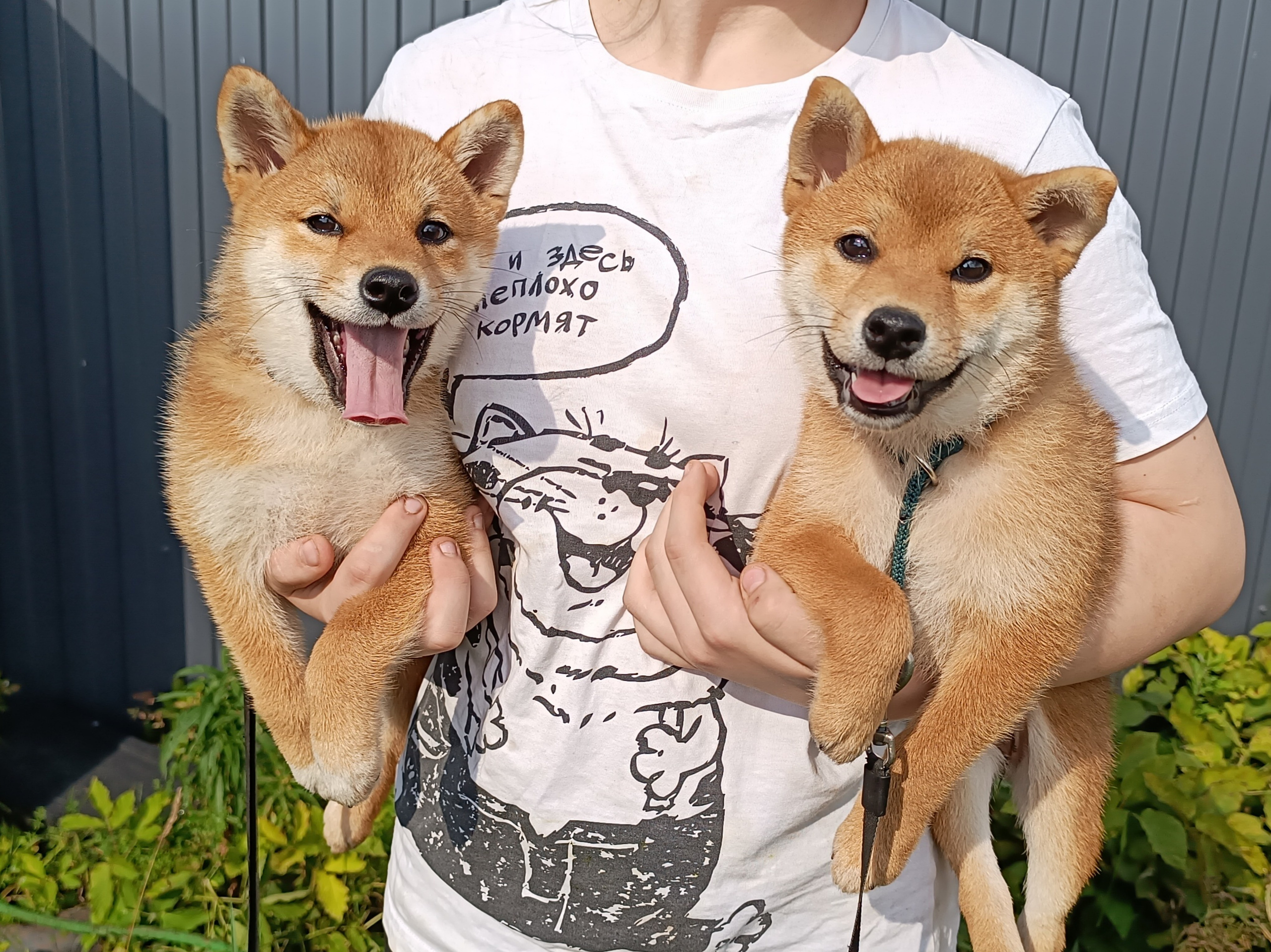 сиба питомник Рубилайт щенки на продажу rubylight  сиба щенки купить СПб Санкт-Петербург