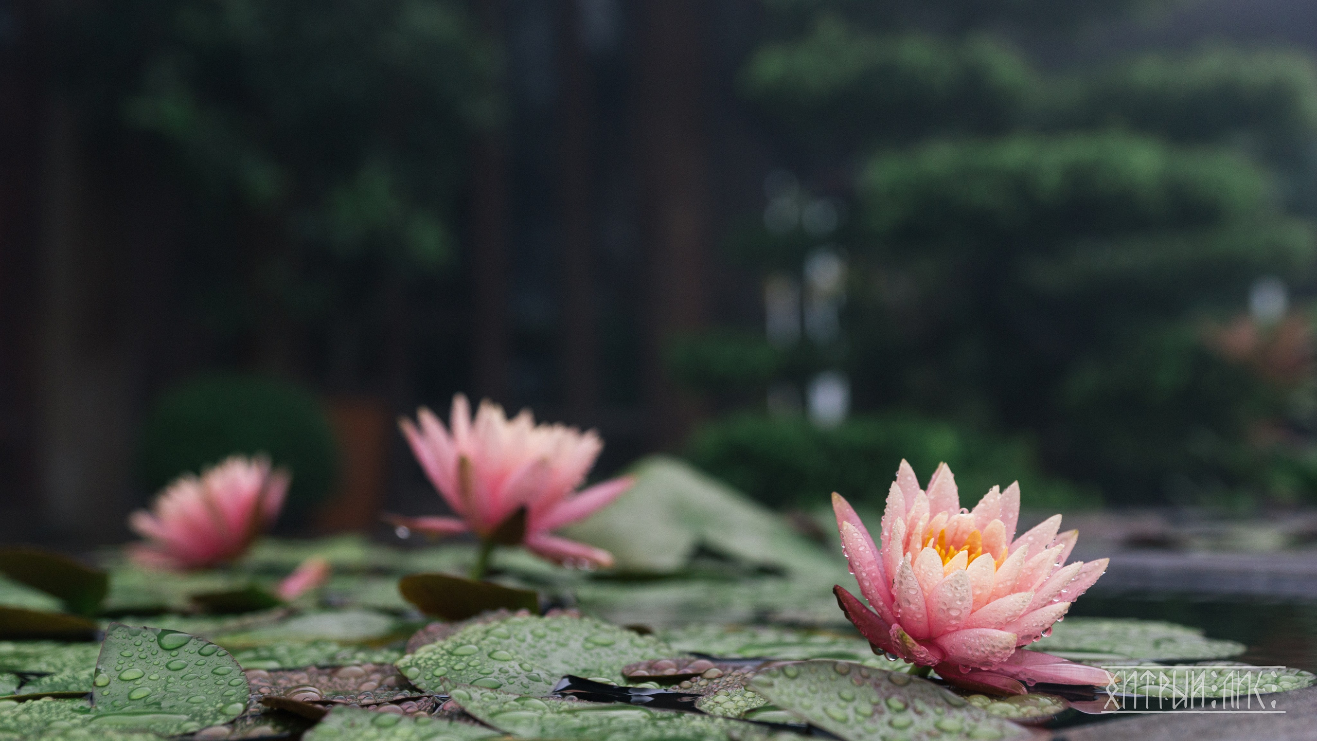 Вьетнам. Фотограф-путешественник Самойлов Максим «Sly Fox»