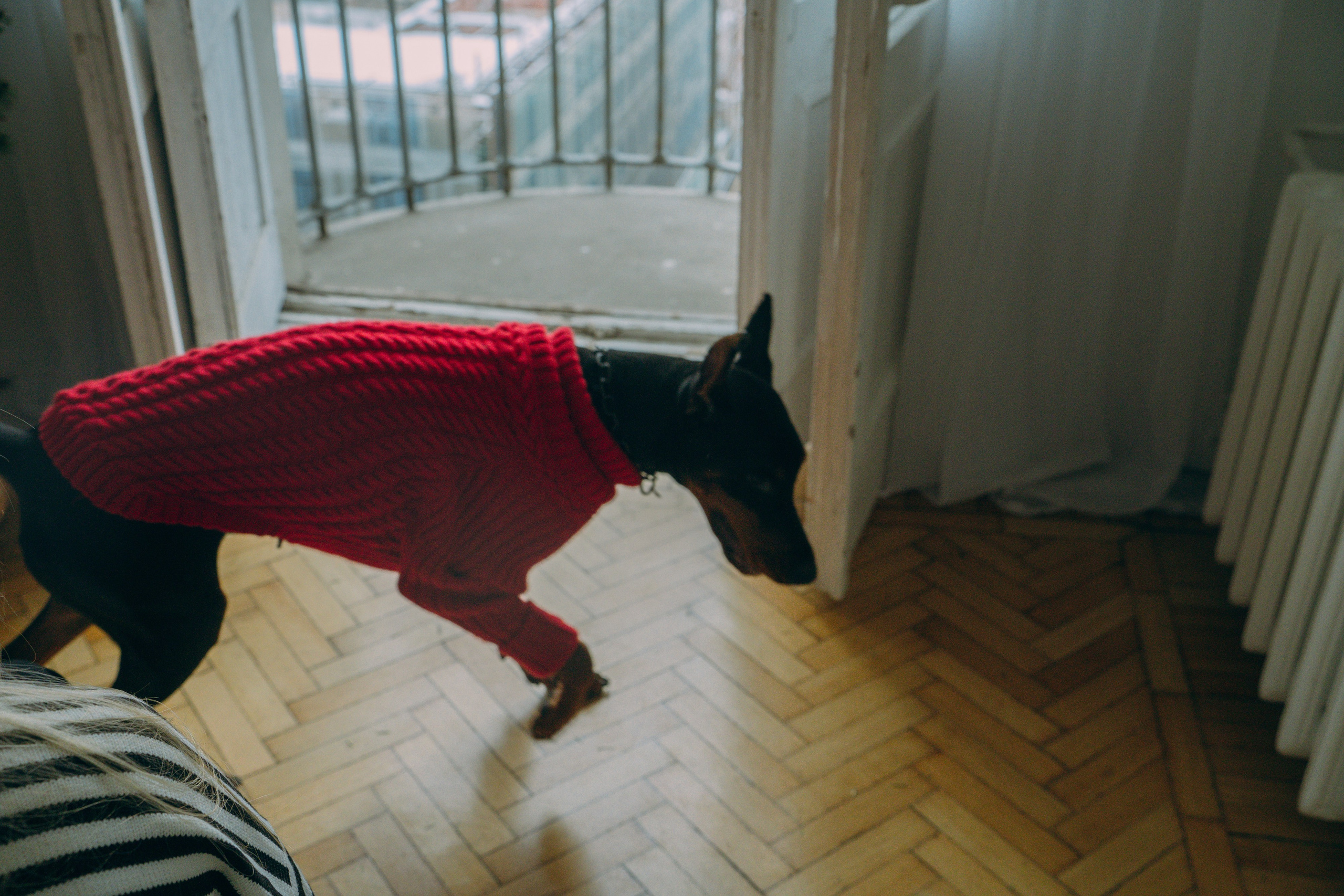 Саша и Асти. Фотограф анималист в Москве и Санкт-Петербурге Свиридова Анна