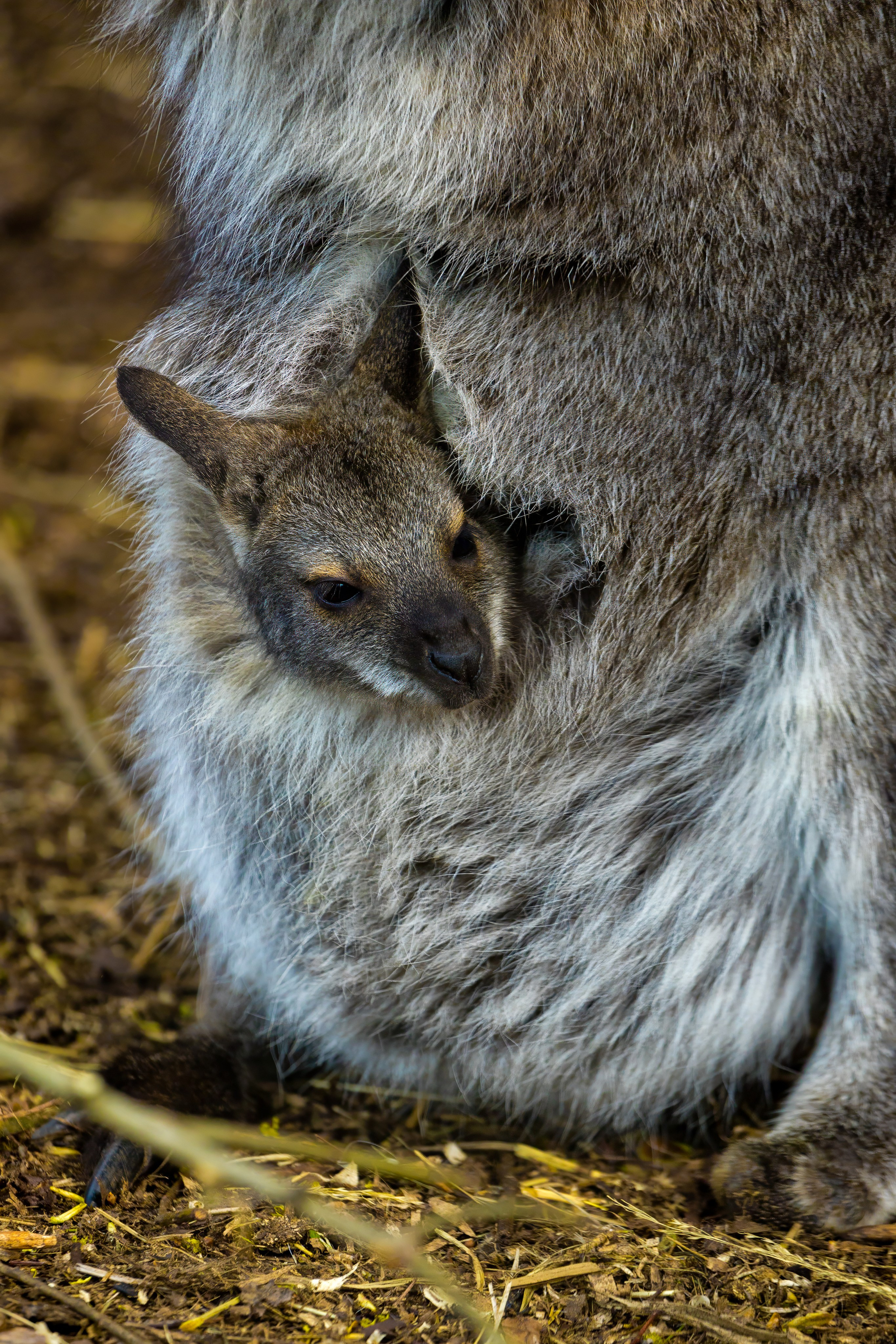 Зоопарк. Photomantis