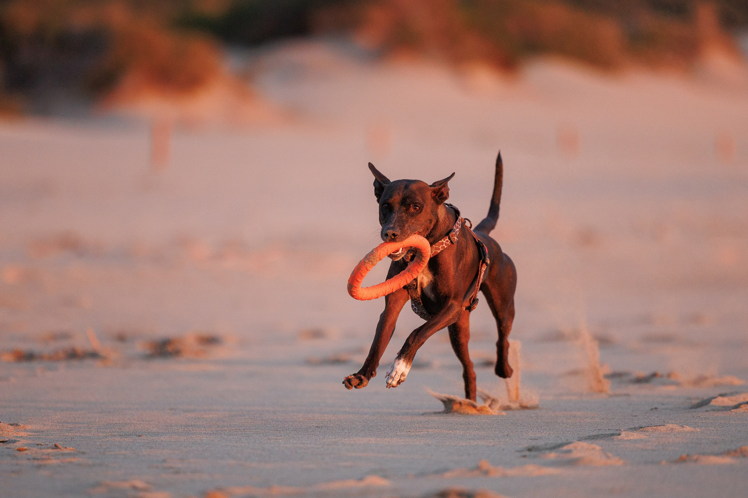 Финик. Фотограф анималист в Казани Алина Сулейманова. Фотограф животных