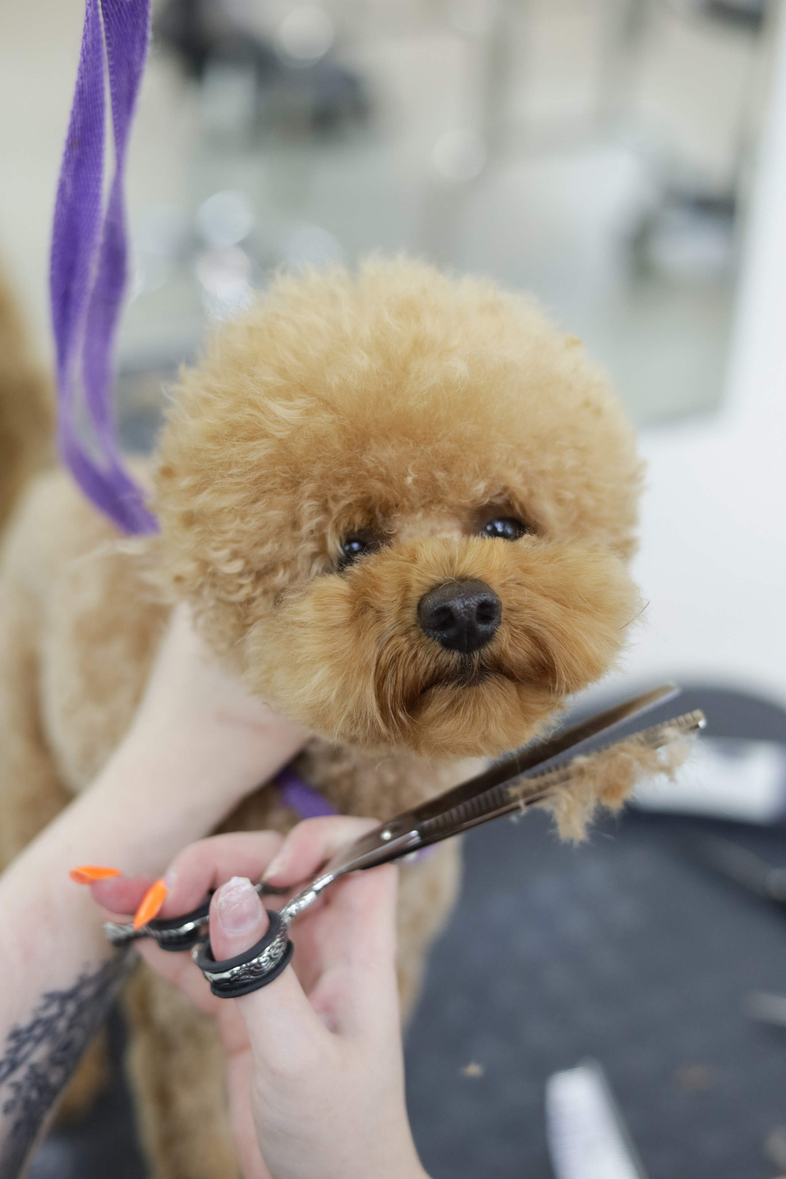 Груминг салон / Моська. Фотограф Мурманск | Нижний Новгород • Анна Хижняк