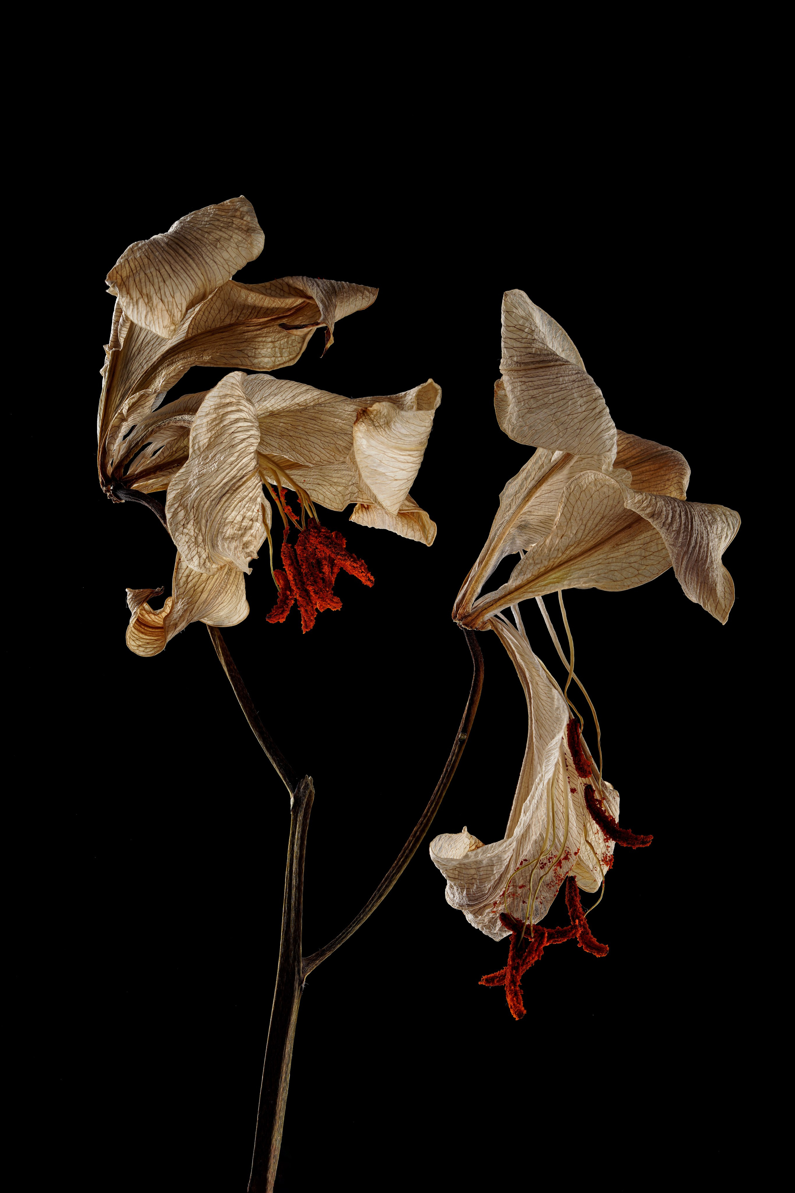 Ботаника 2025. Яна Каменская