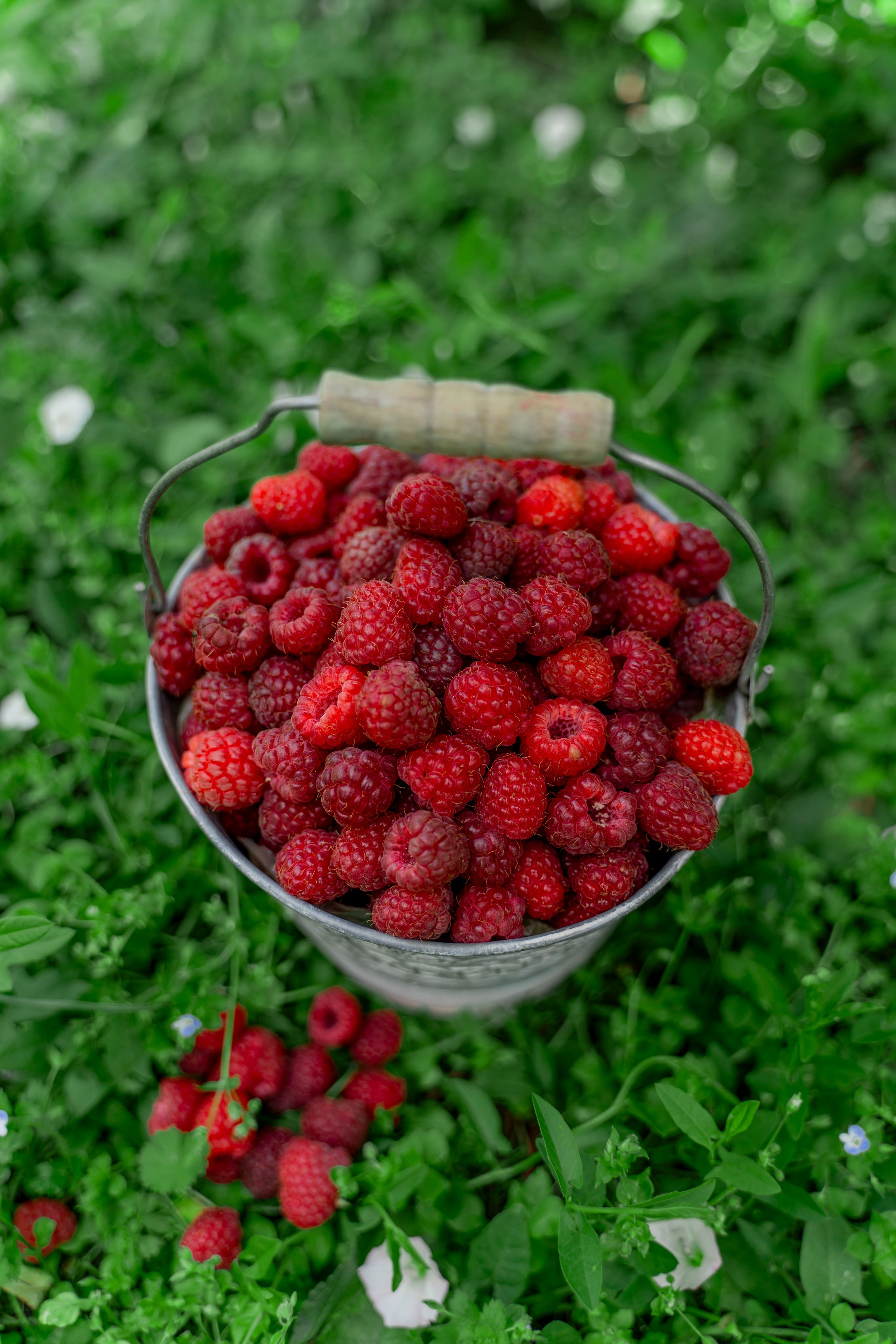 Raspberry. Photographer Liana Sudets Serbia Kopaonik Brzece Brus
