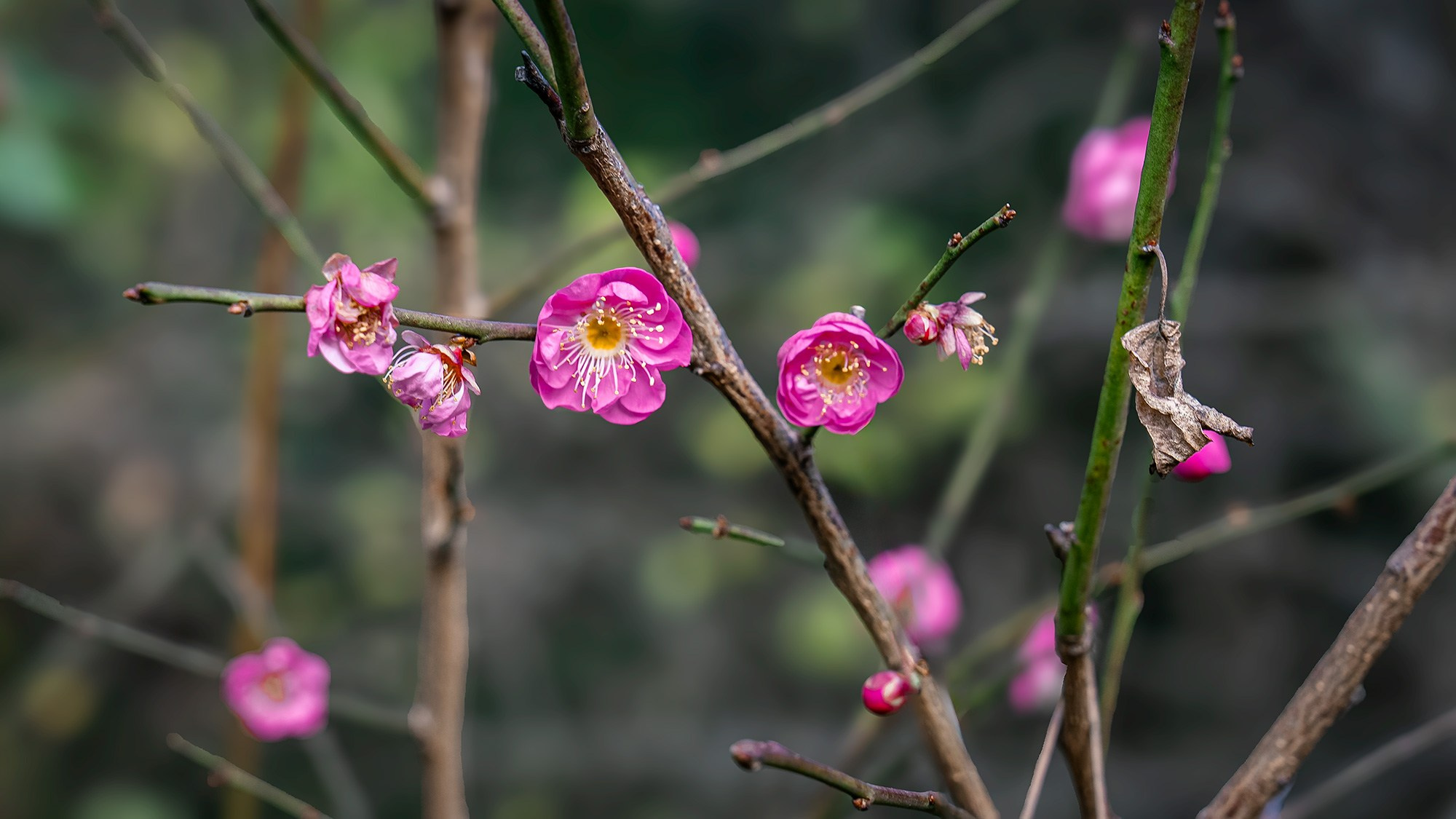 Растения. Фотограф Владимир Остапенко