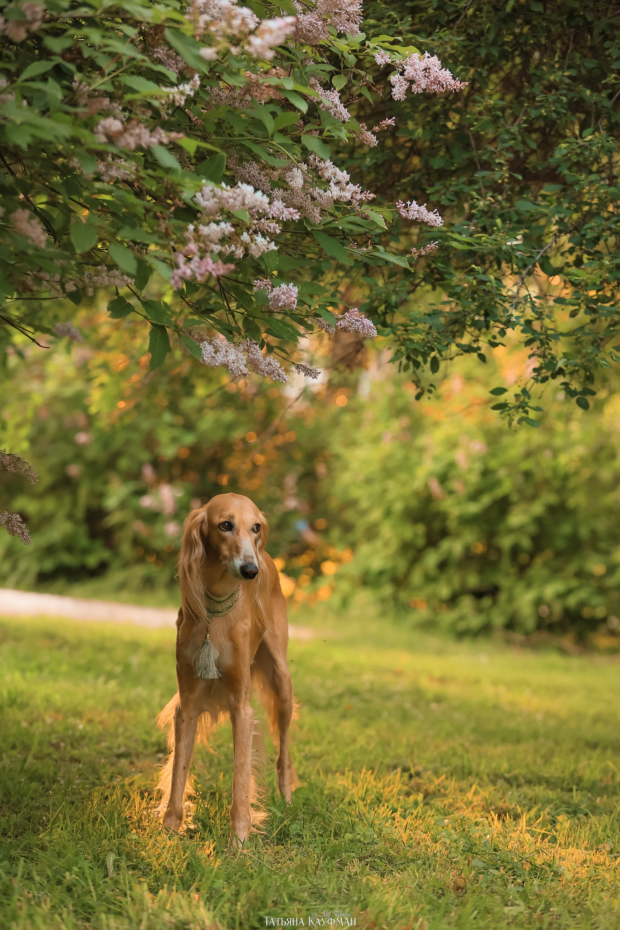 Салюки, фотография салюки, собака в цветах, красивая собака, фотограф анималист, фотокурс Анималистика, научиться фотографировать собак