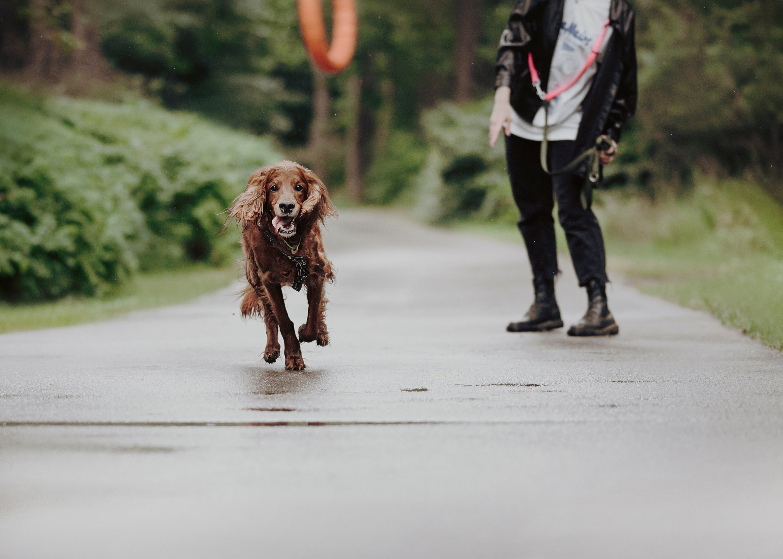 Рейн. Фотограф- анималист Александра Матвеева