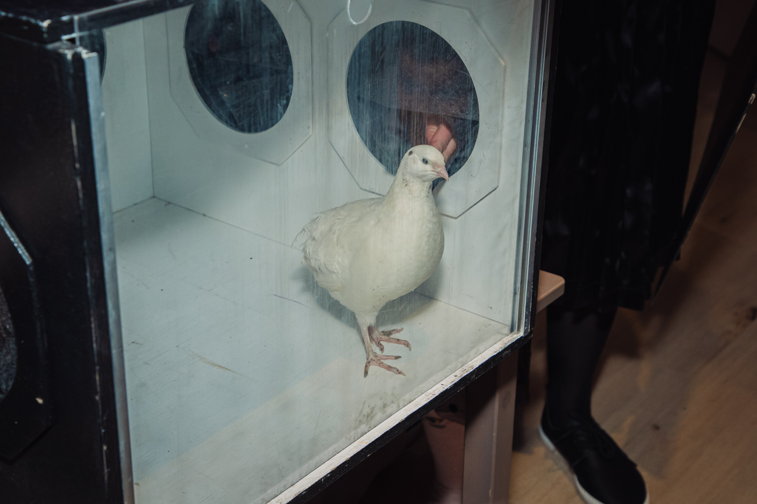Детские праздники. Профессиональный фотограф в Санкт-Петербурге: Александра Стэльма