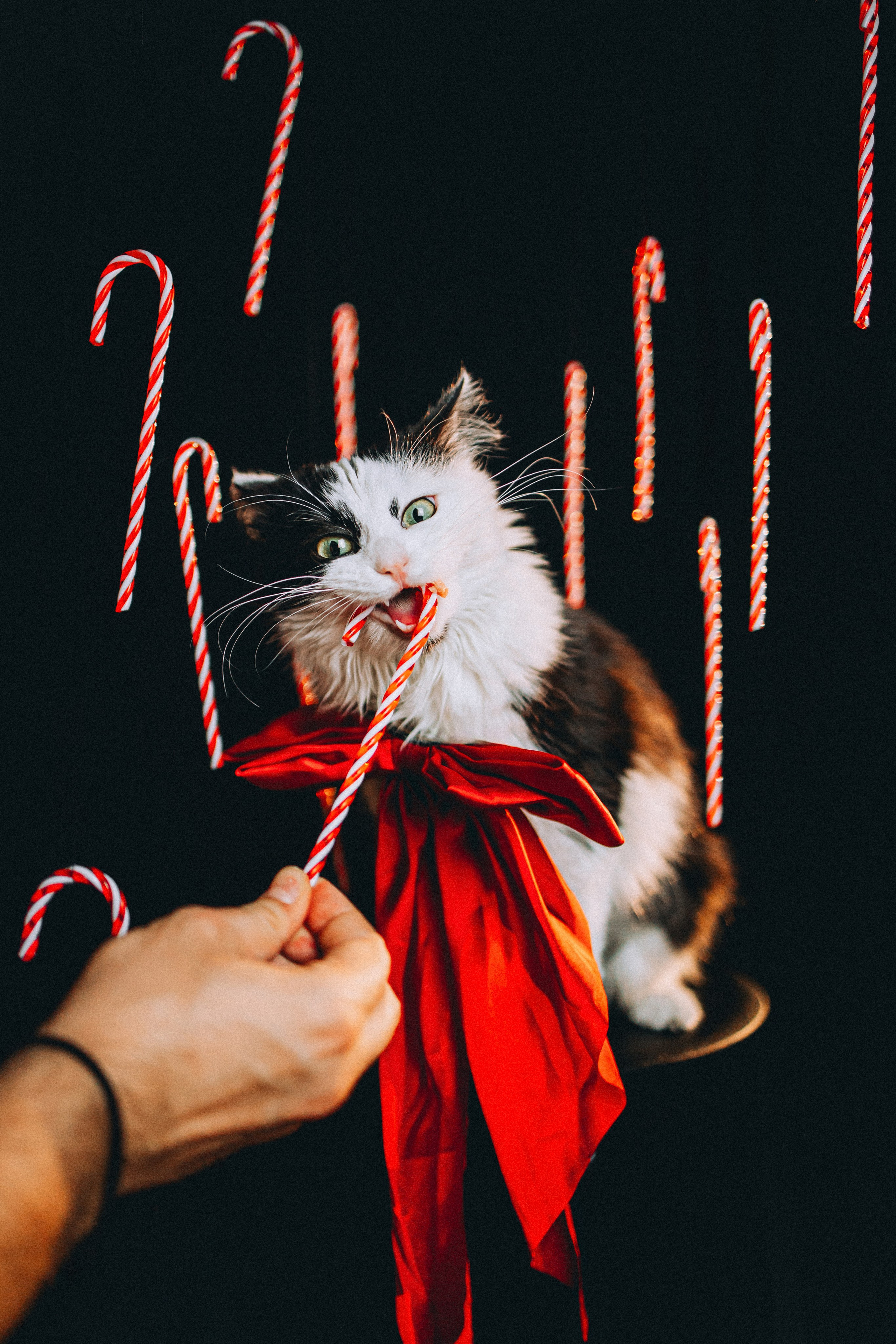 Джек, Бет и Кову