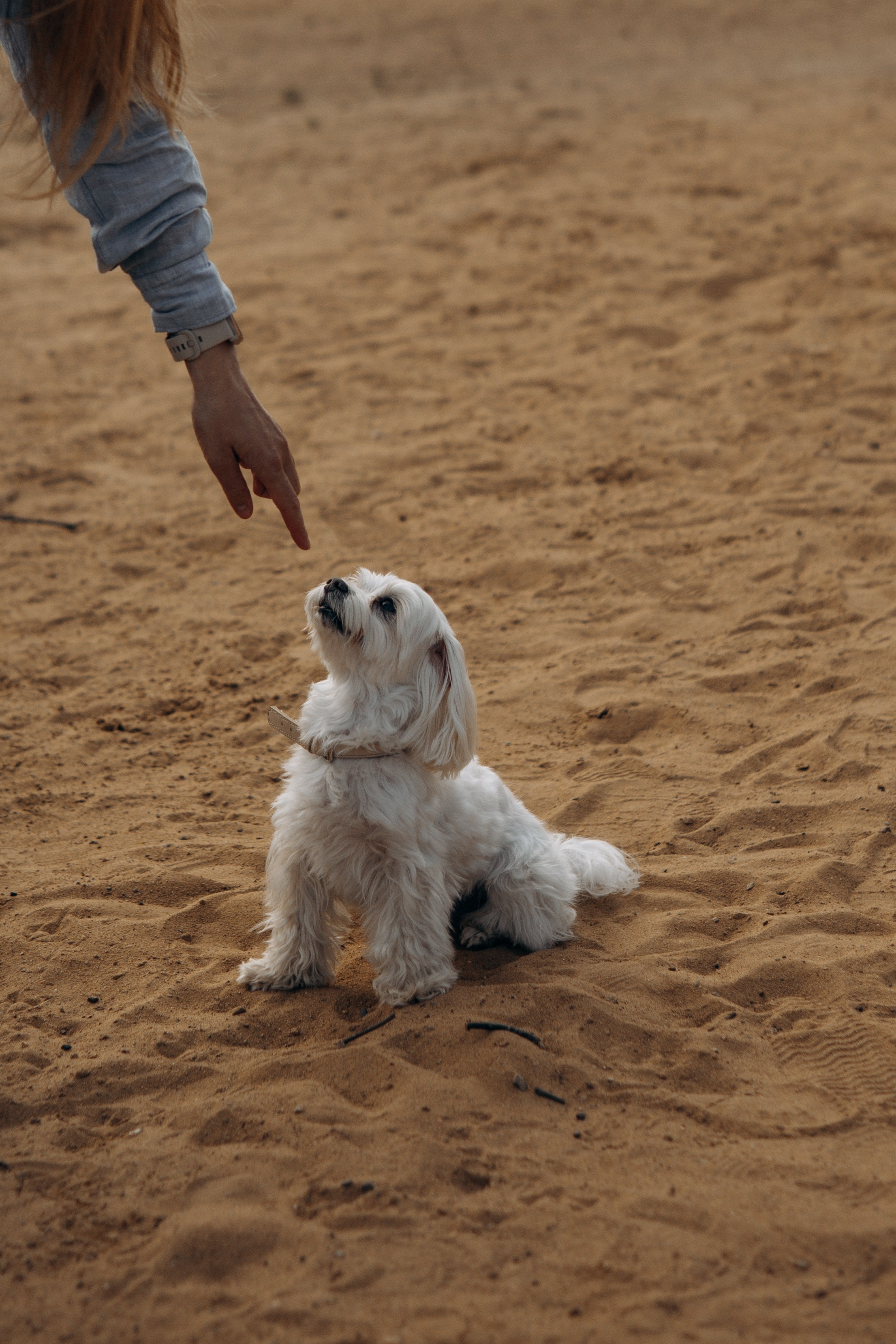 Оля и Джастин. Фотограф — анималист •love-story•|Санкт-Петербург