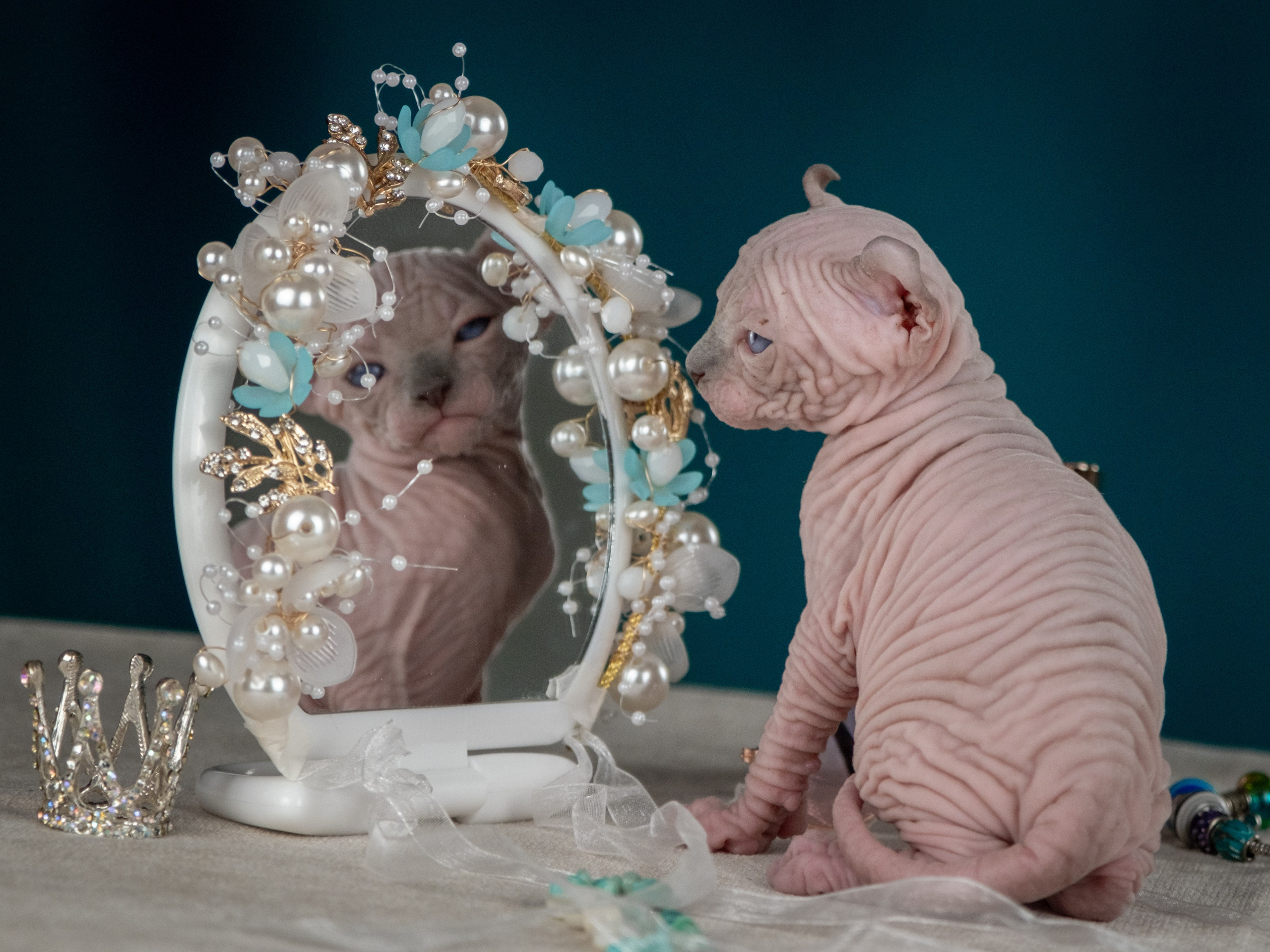 Невероятные сфинксы и эльфы для Ланы!. Зоофотограф, фотограф животных в Москве и области Дина Дамоцева