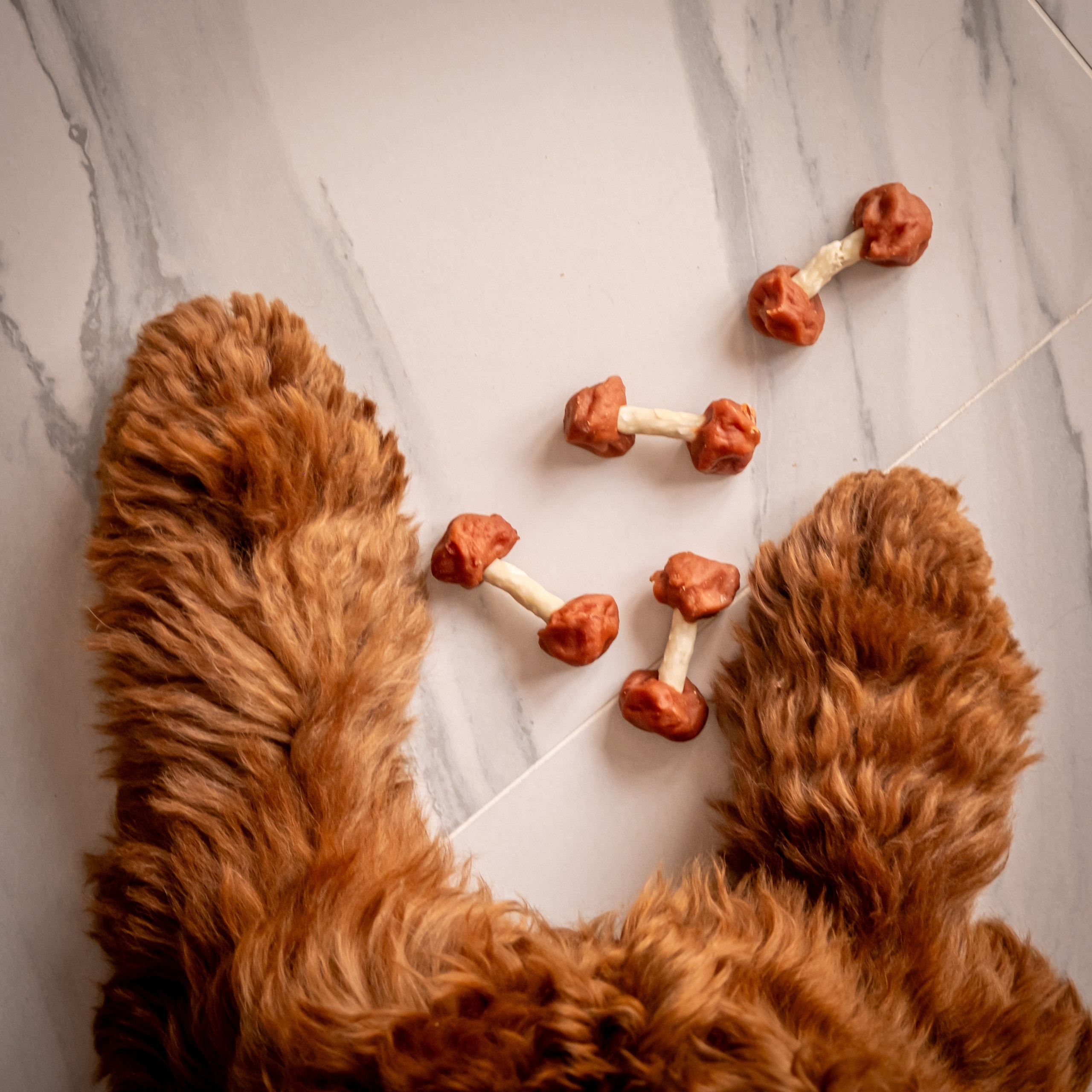 Съёмка для рекламы лакомства для собак (для Марии)!. Зоофотограф, фотограф животных в Москве и области Дина Дамоцева