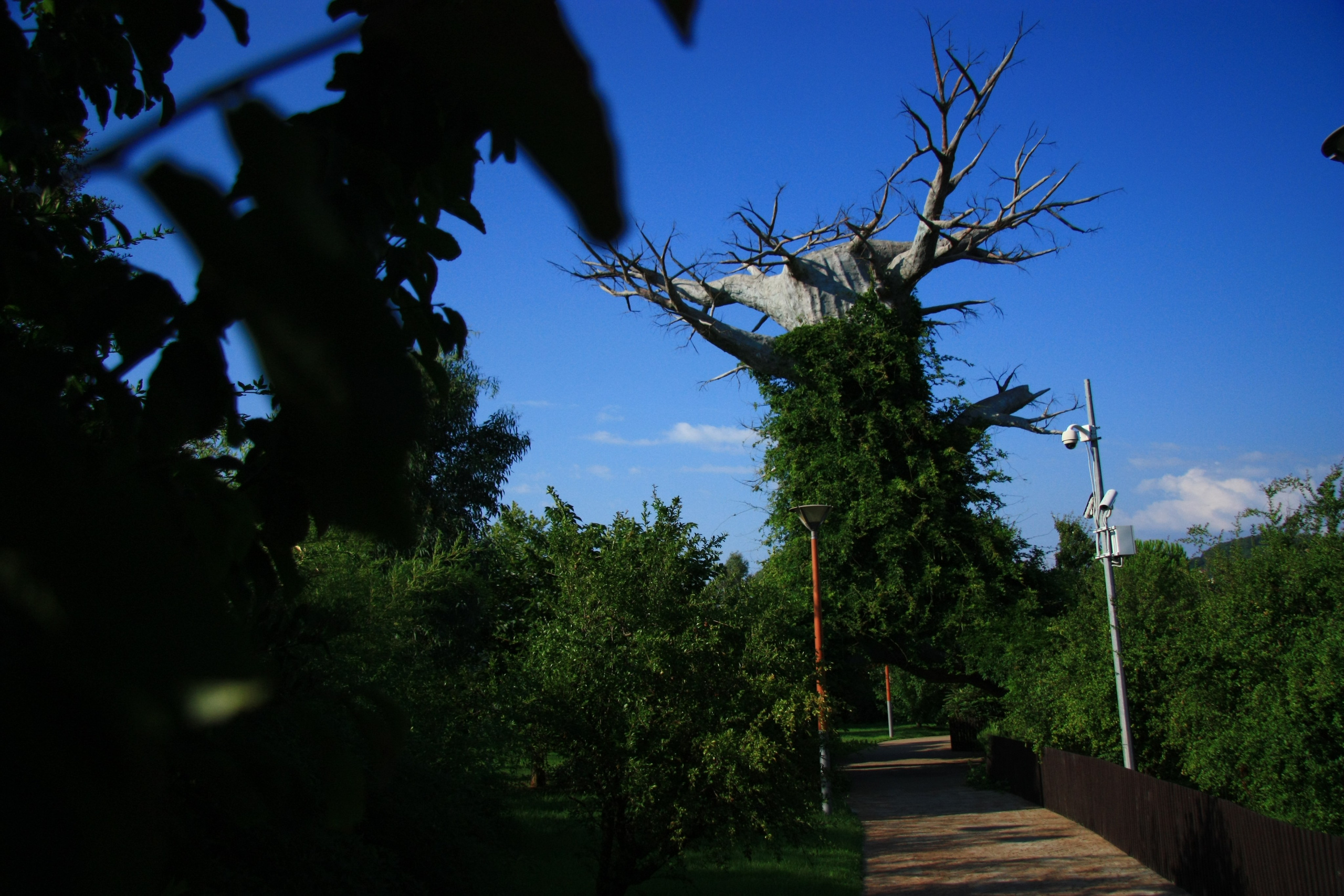 Первые кадры. Сочи — парк. Фотограф Роман Адлер