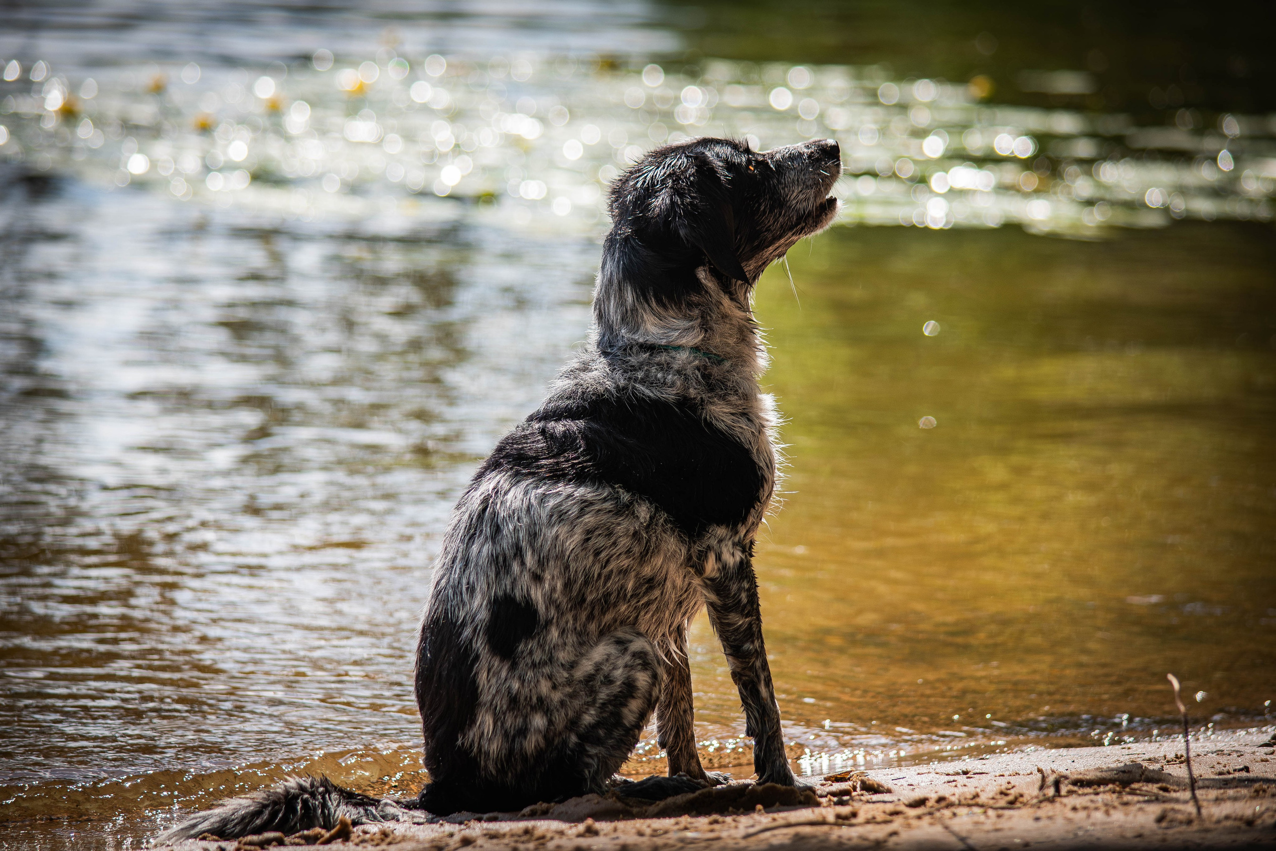 Берта, Ангелина и Витя. Фотограф Светлана Блинова, Москва и Московская область