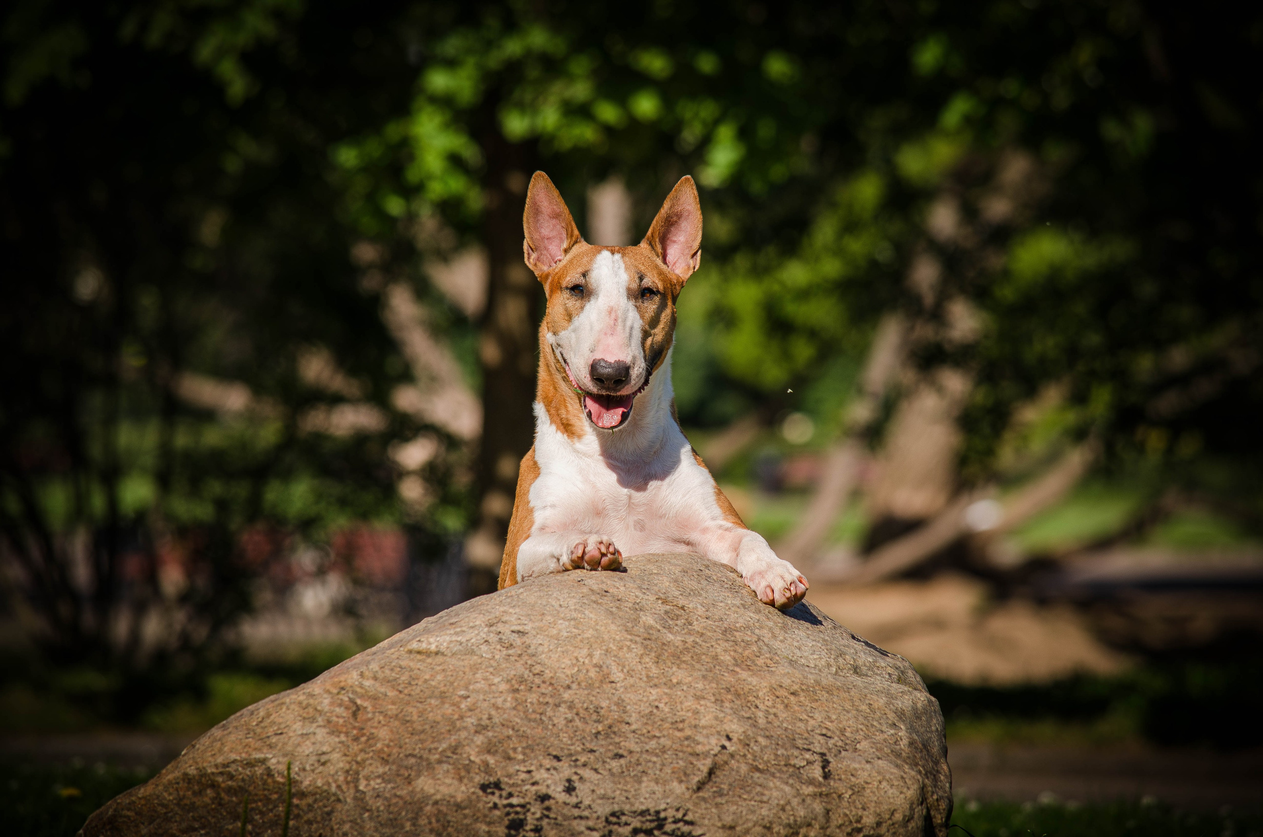 Пуля. Фотограф Светлана Блинова, Москва и Московская область