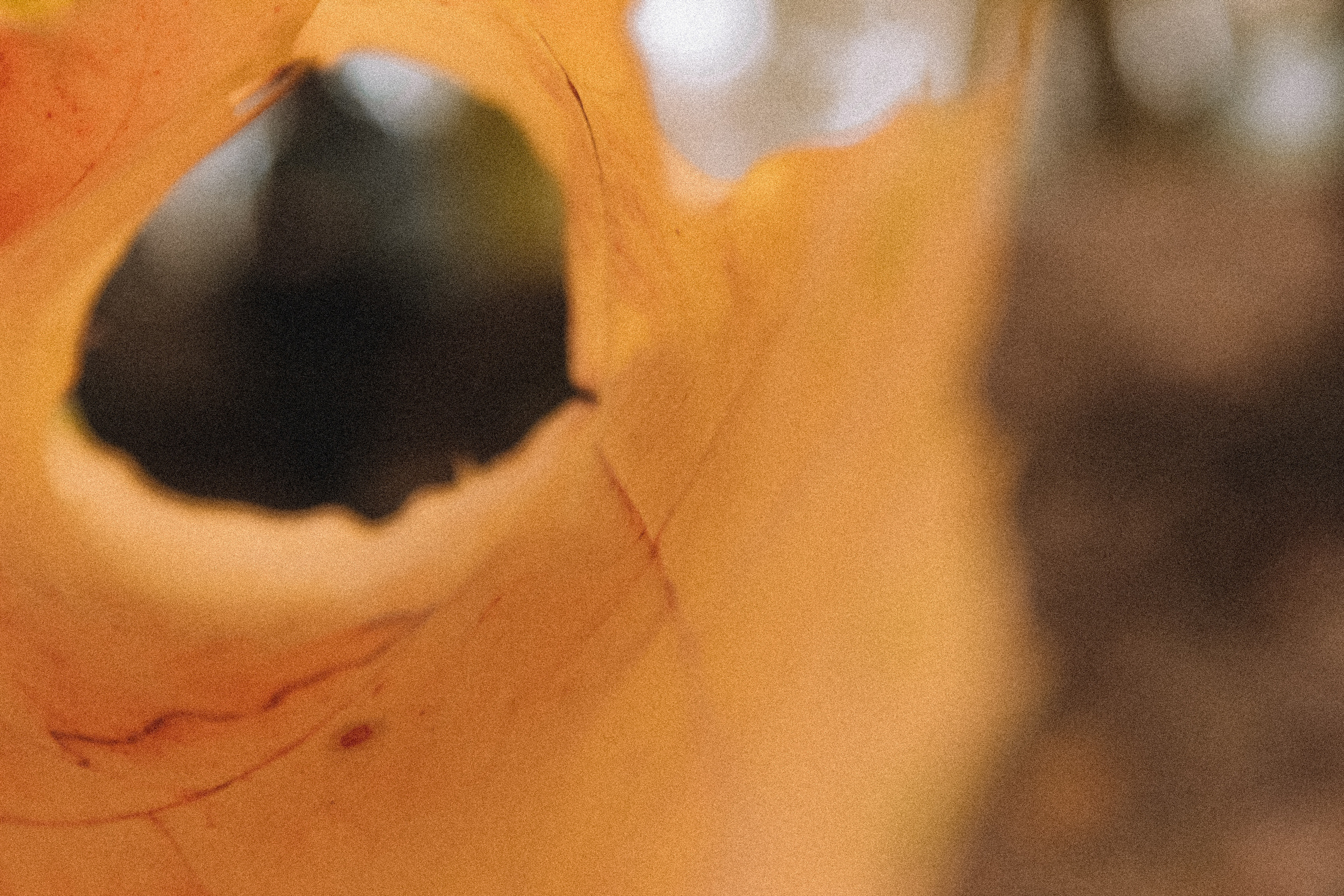 Прогулка с Валентиной. Коммерческий фотограф. Ростов-на-Дону. Дарья Константинова