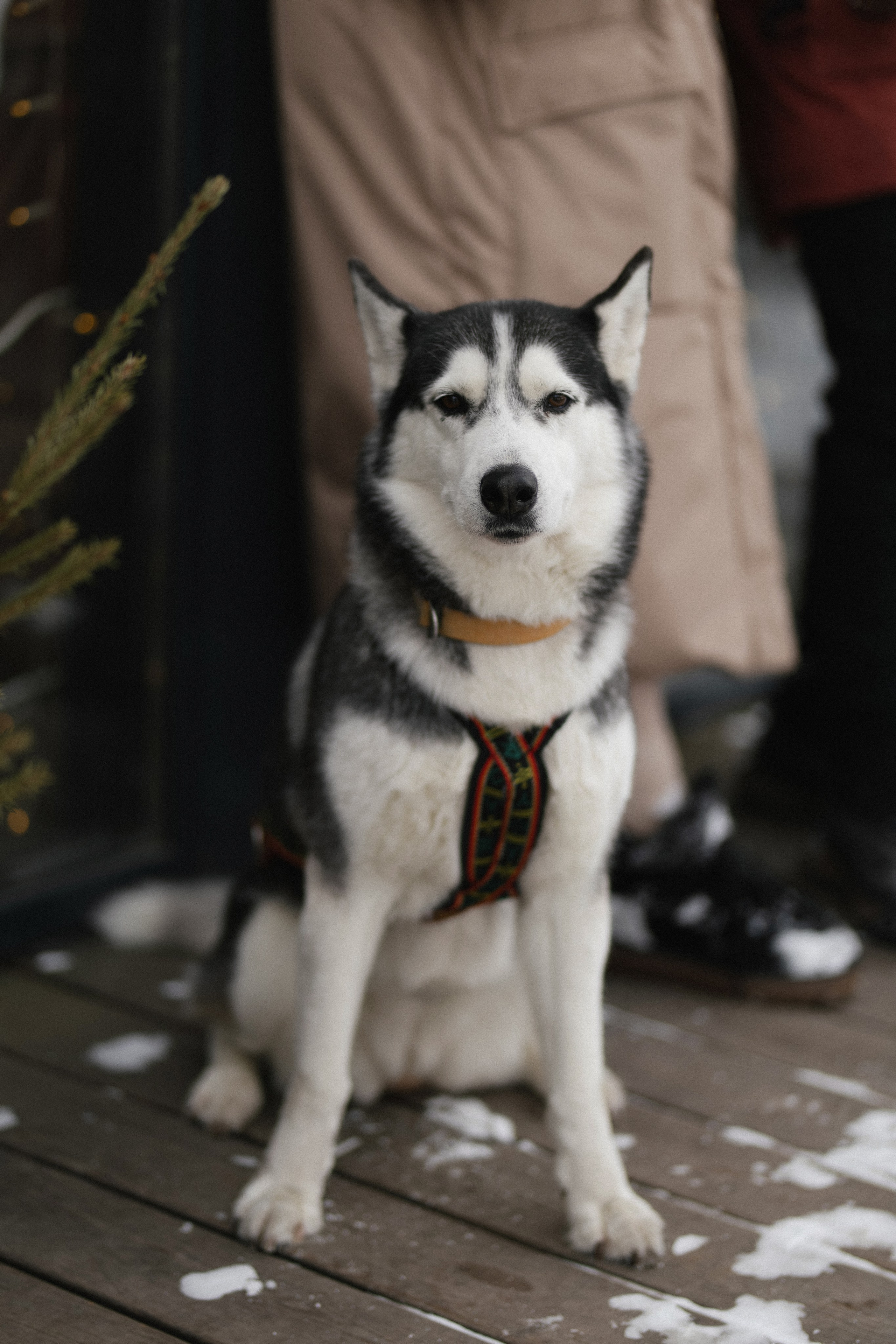 «ПО СУГРОБАМ». Maria Startseva Photo