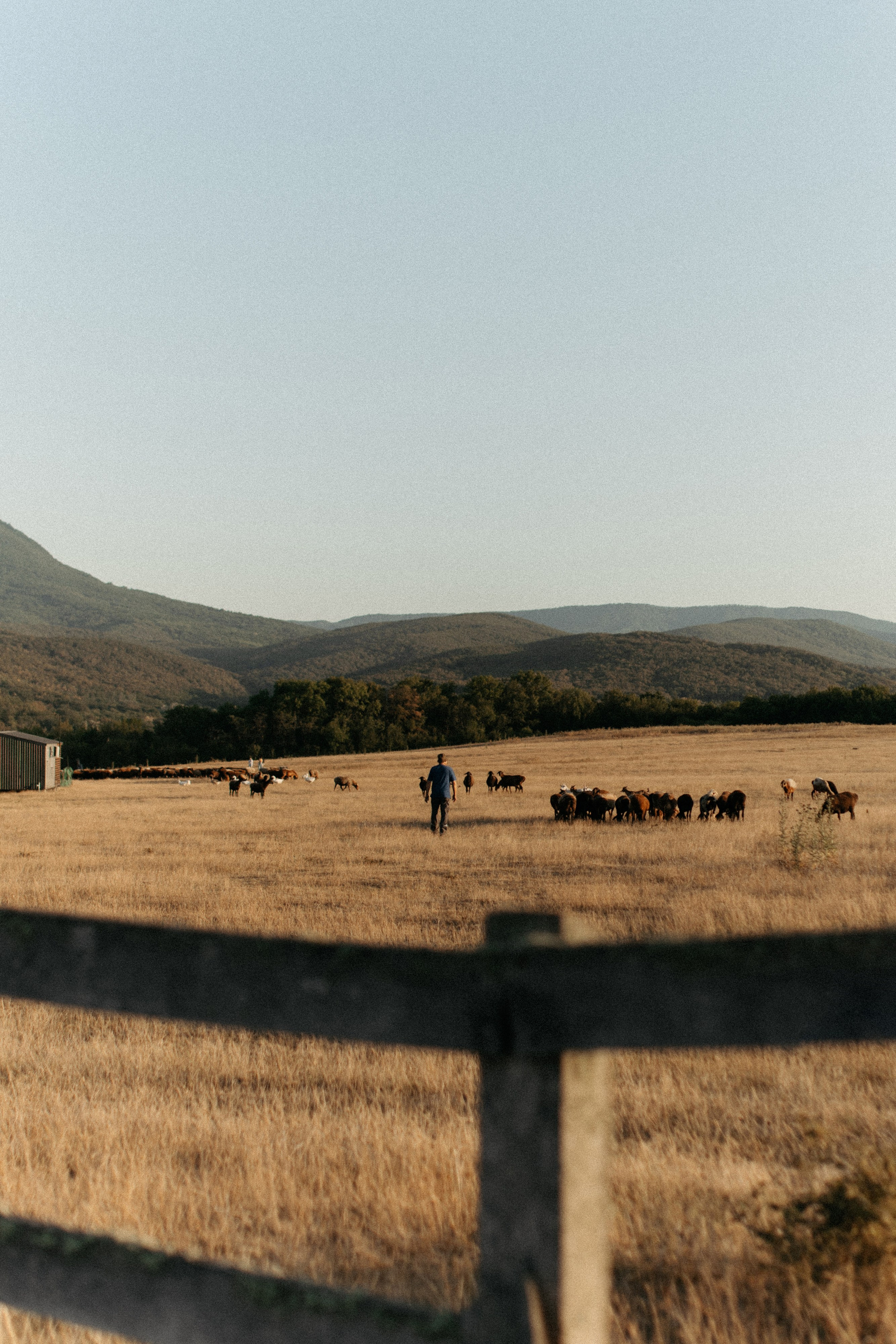 Вероника и Максим. Свадебный и семейный фотограф в Краснодаре/Геленджике/Сочи/Санкт-Петербурге