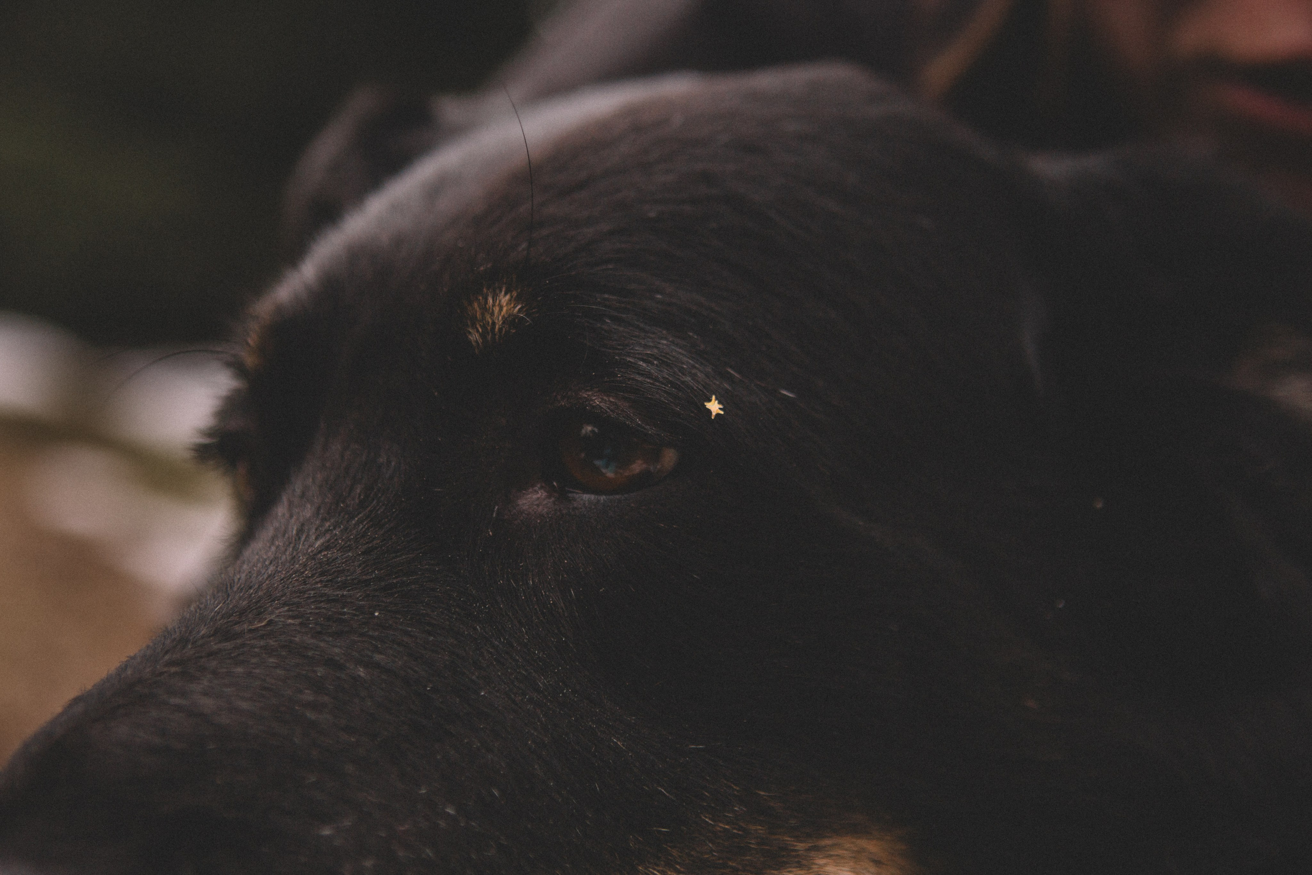 Alyona & Felix. Portrait, family and pet photographer in Cyprus, Ksenia Bourdelle