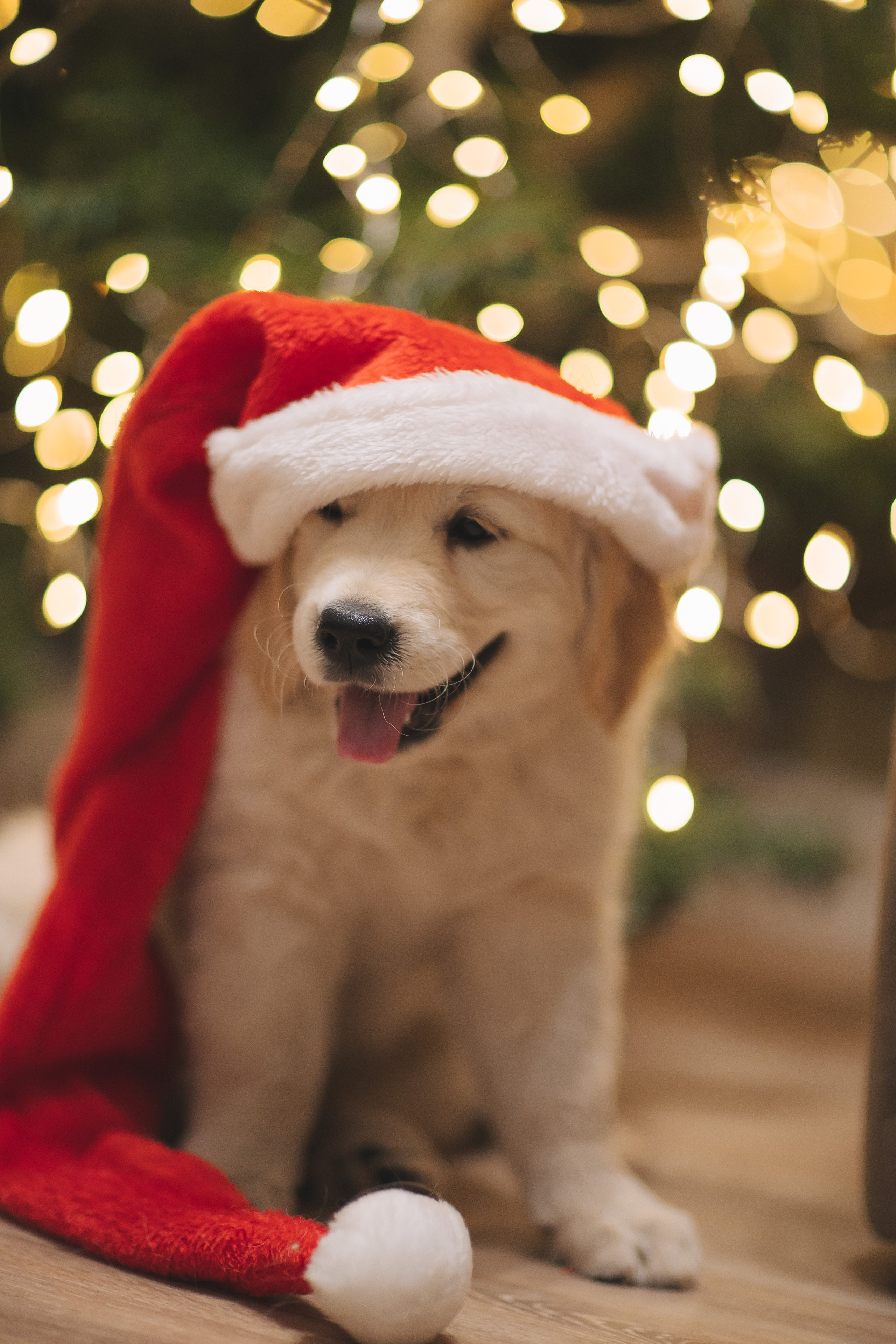 Снежик и Веста, НГ. Свадебный и женский фотограф