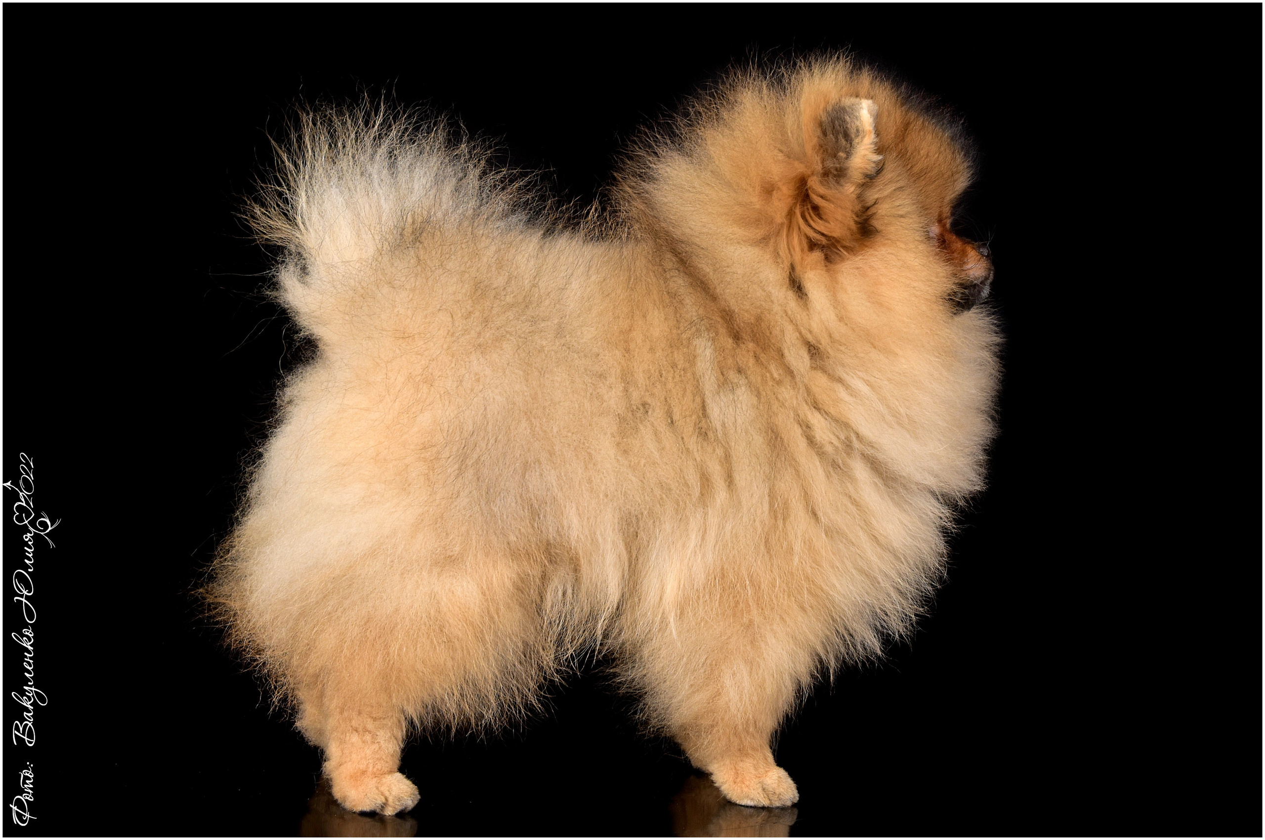 Студийная съемка. Фотограф анималист | семейный Юлия Вакуленко, г. Краснодар