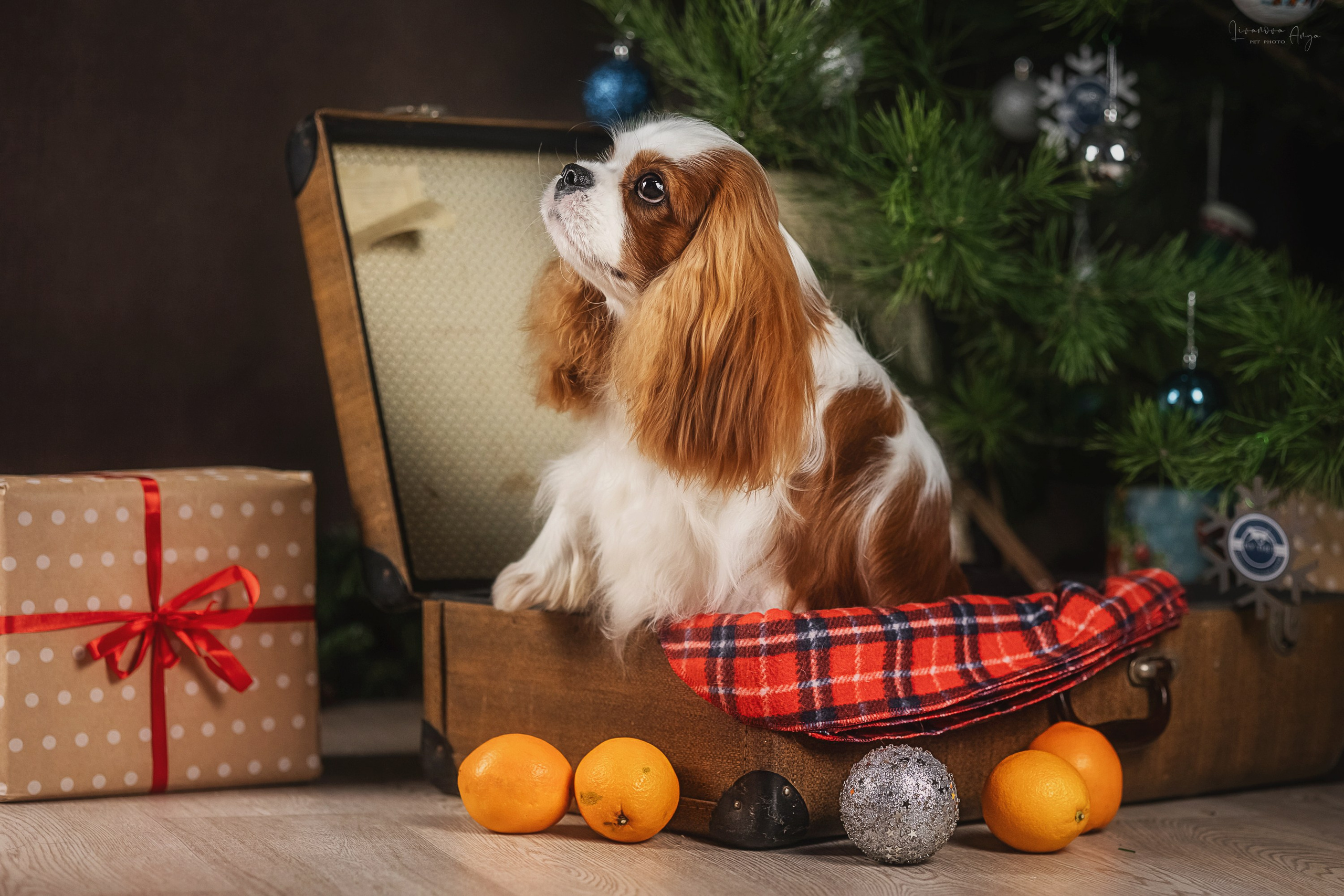 Фотодень_1 2025. Фотограф анималист Аня Ливанова | Рыбинск