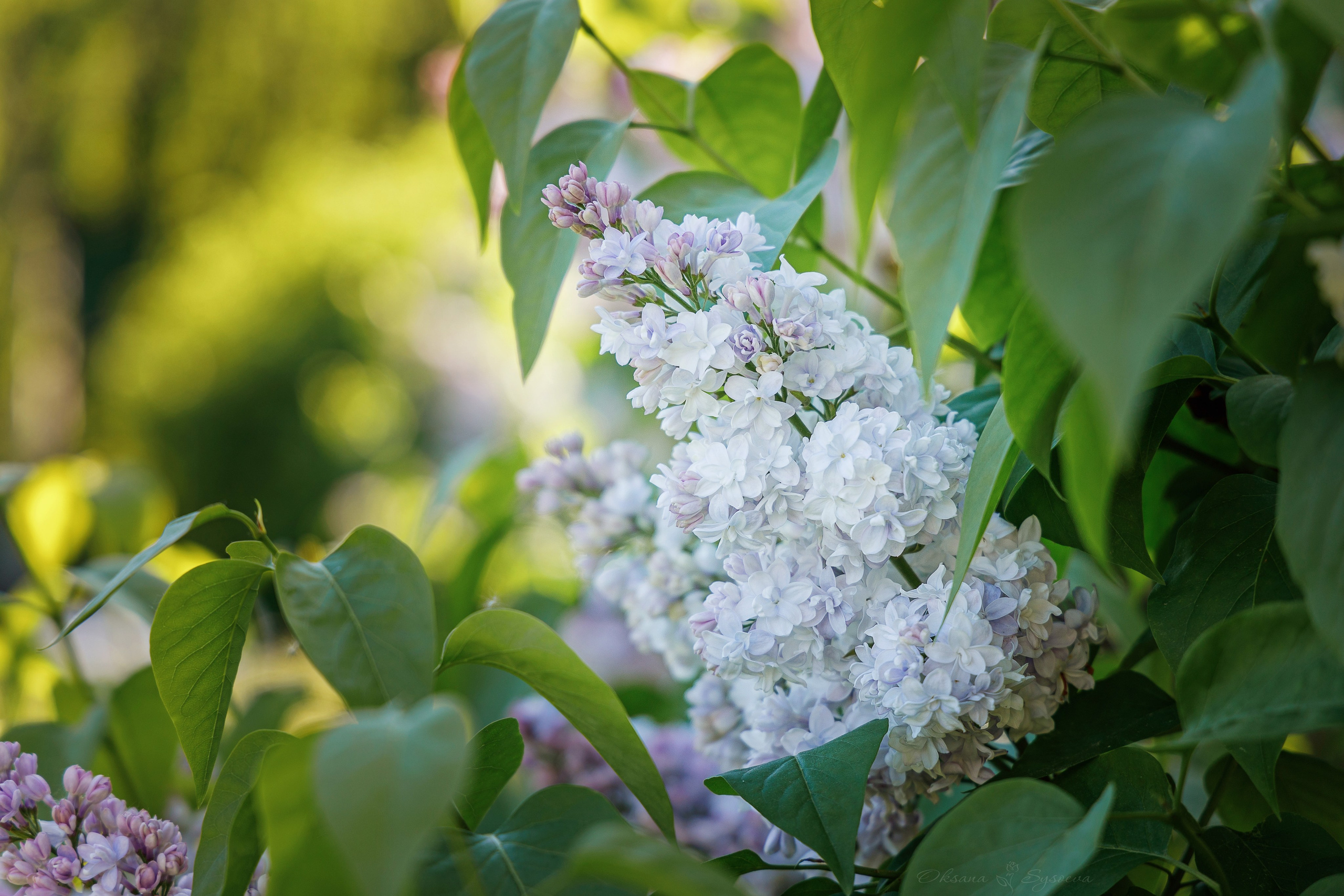 Сирень В ботаническом саду им. Цицина