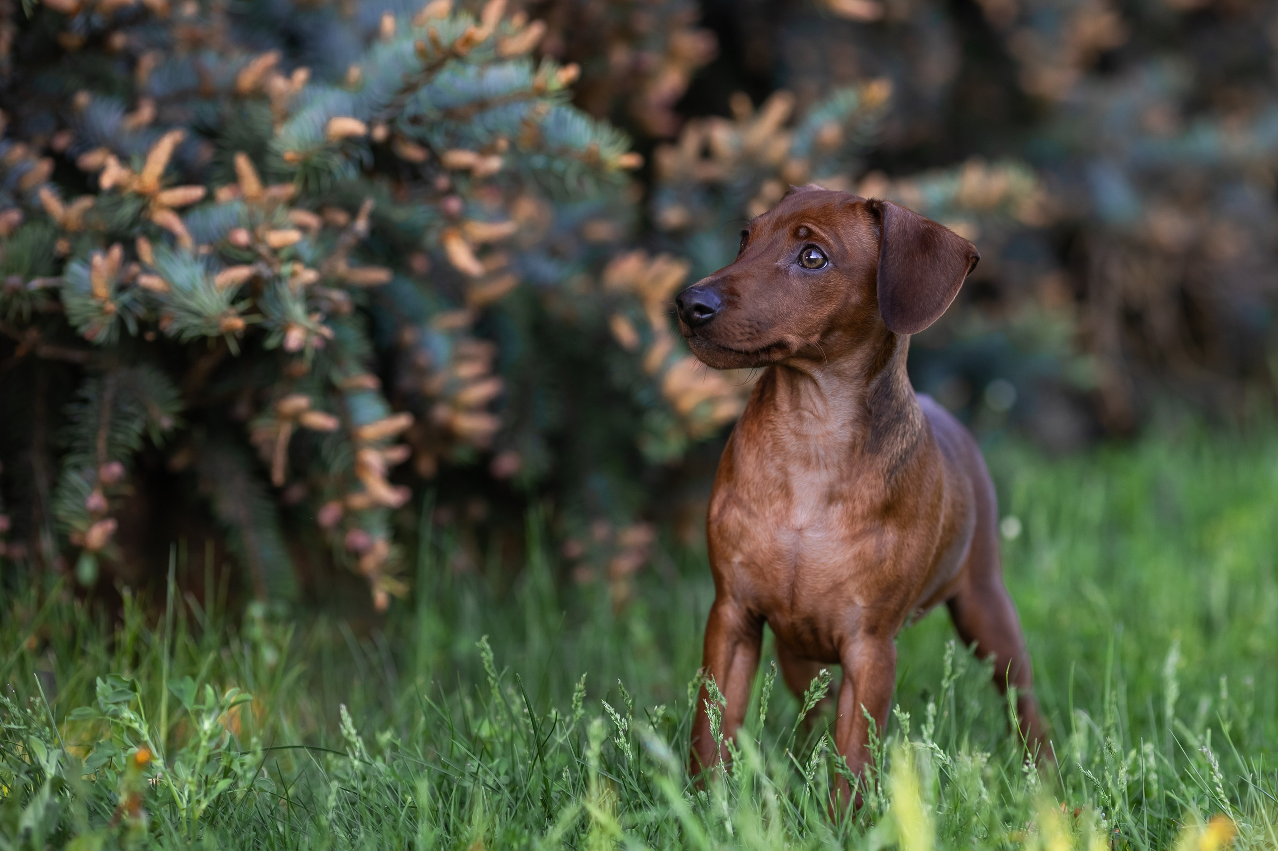 Пинчерята. Фотограф анималист Аня Ливанова | Рыбинск