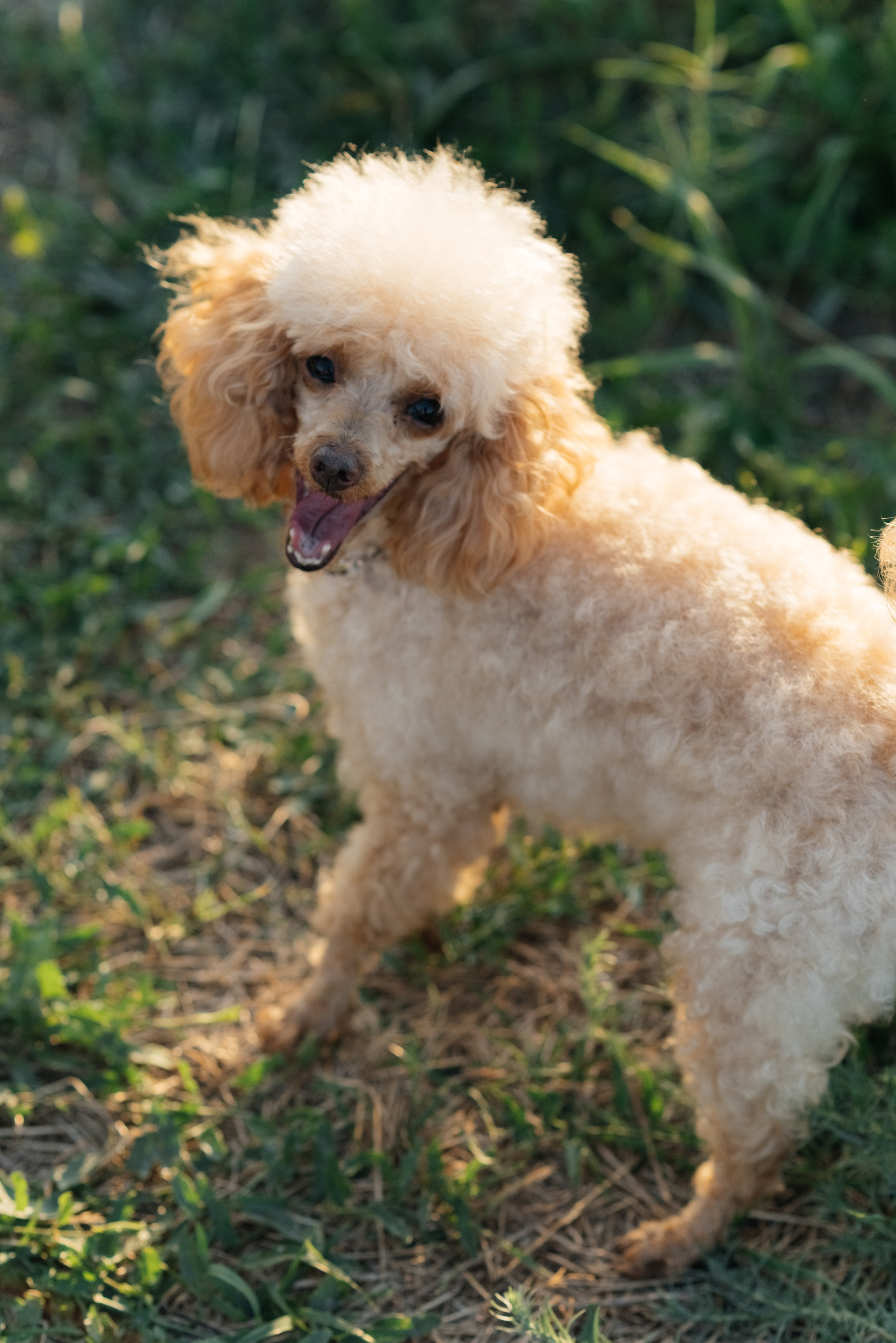Трапези. Мержаново — гастроужин. Фотограф Елена Кучук