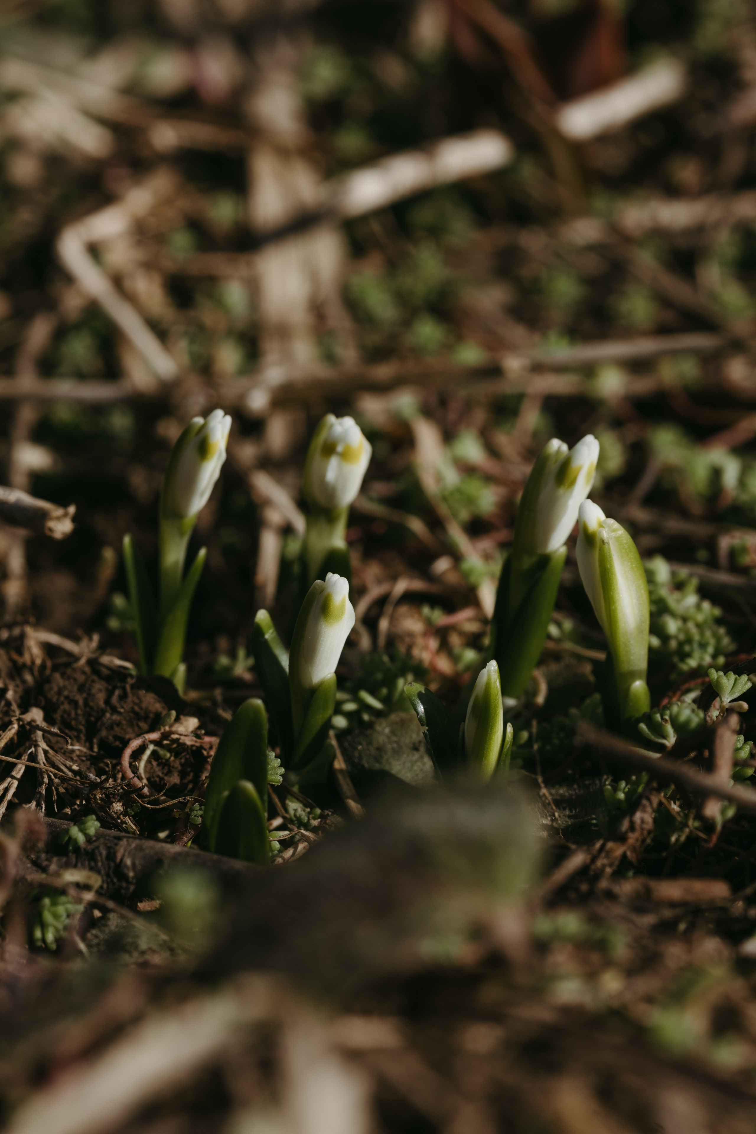 Природа деревни. Фотограф Эльмира Лин